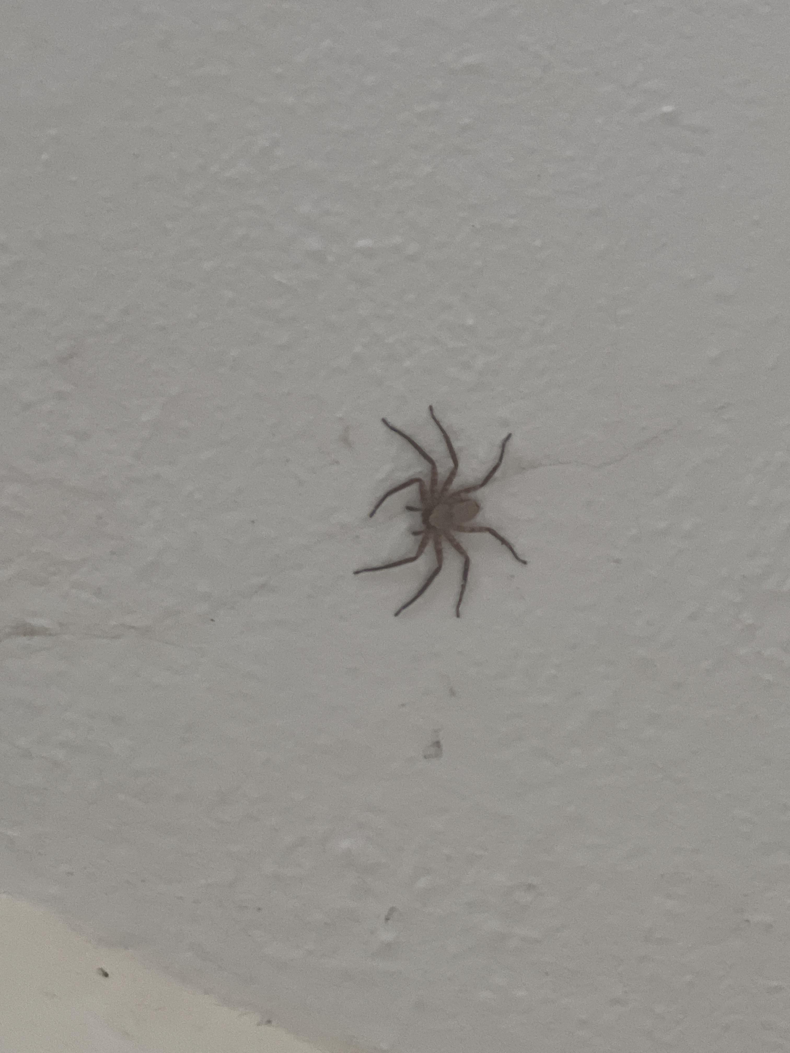 This spider loves hanging out around the roof of my living room and I’d