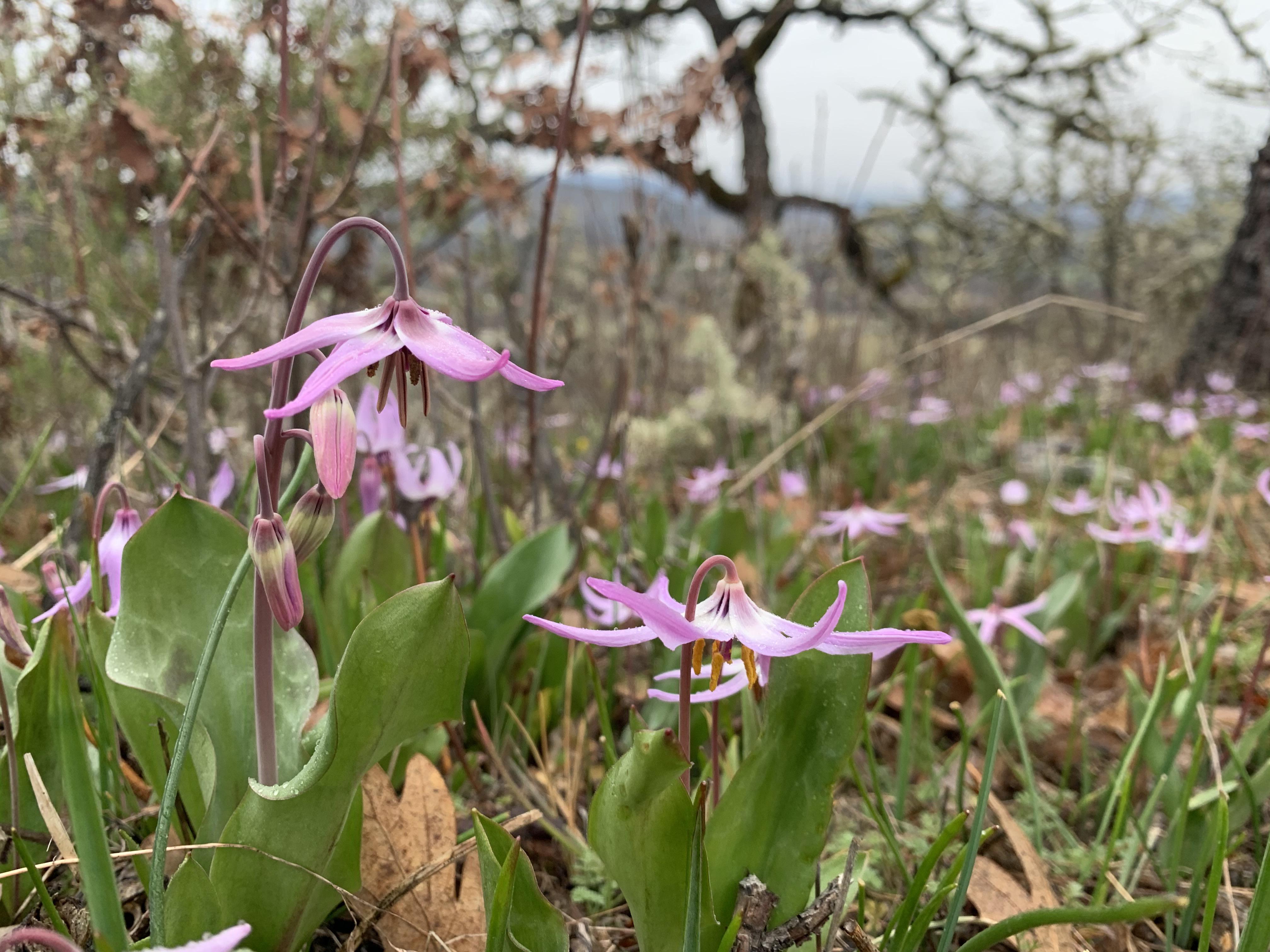 Love seeing all the new blooms. Upper Table Rock this morning. r/oregon