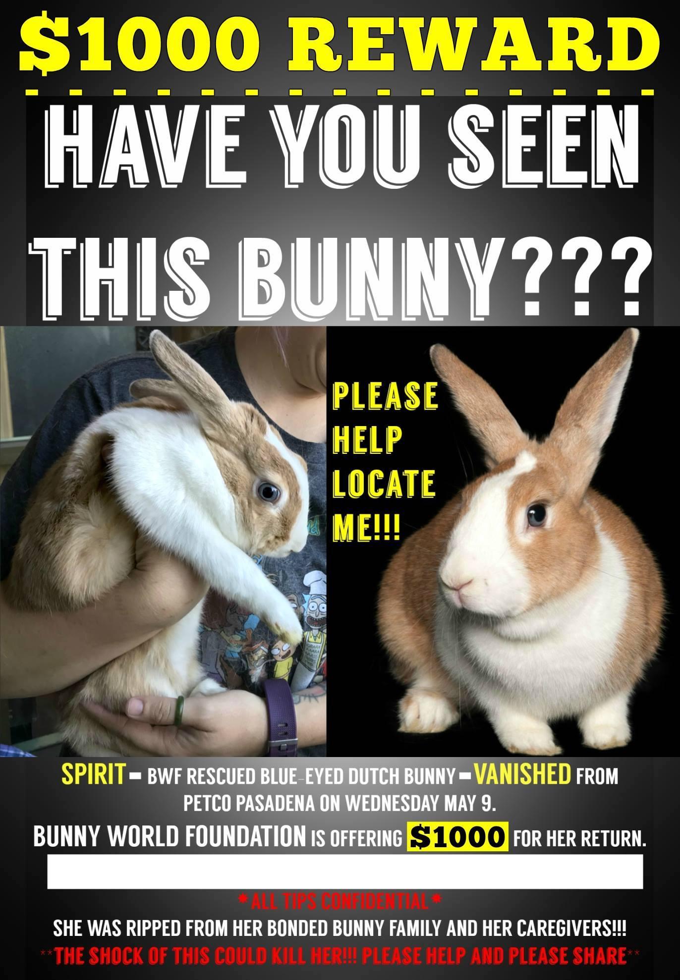 HAVE YOU SEEN THIS RABBIT? Los Angeles. 1000 DOLLAR REWARD. PLEASE