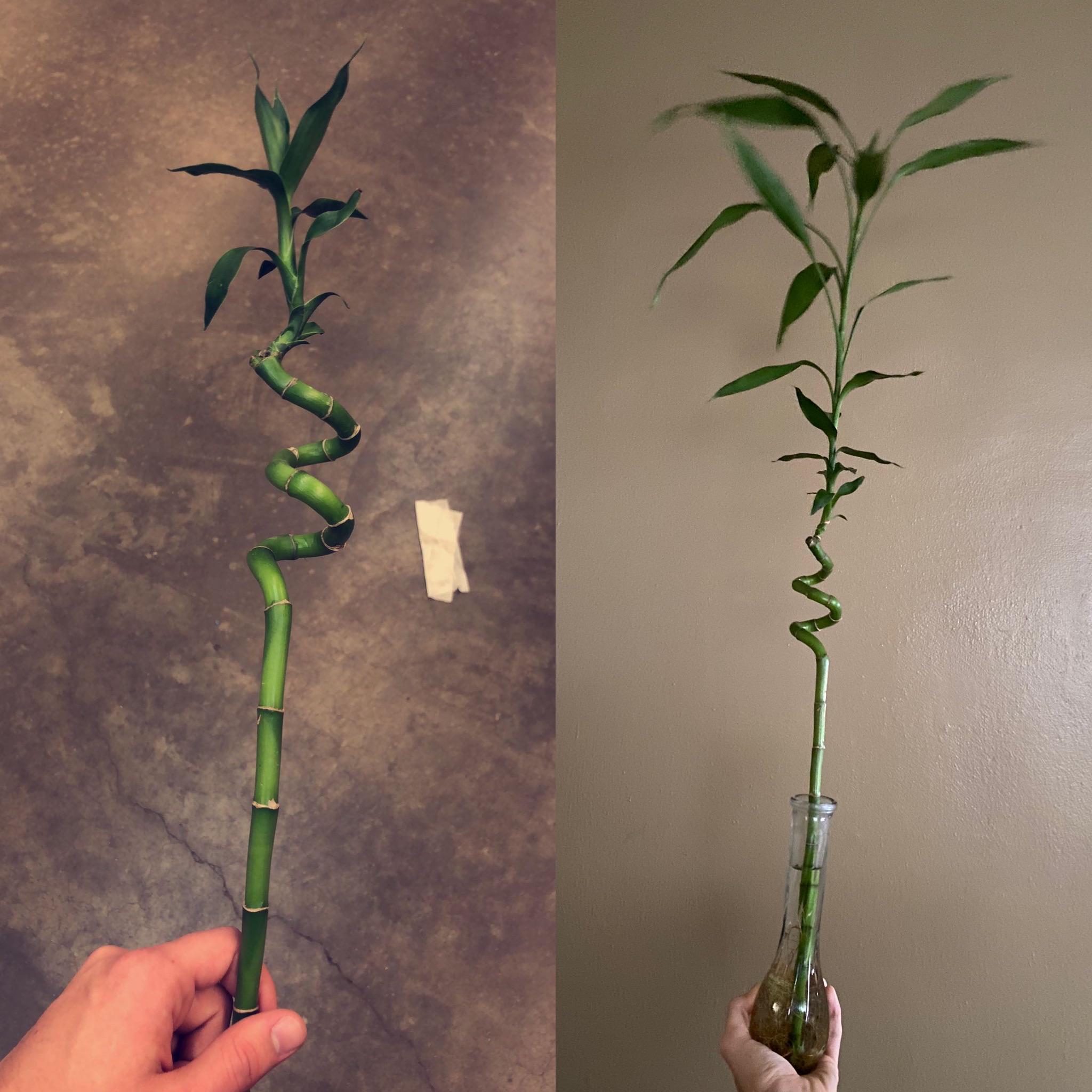 My lucky bamboo from ikea turned 2 today r/houseplants