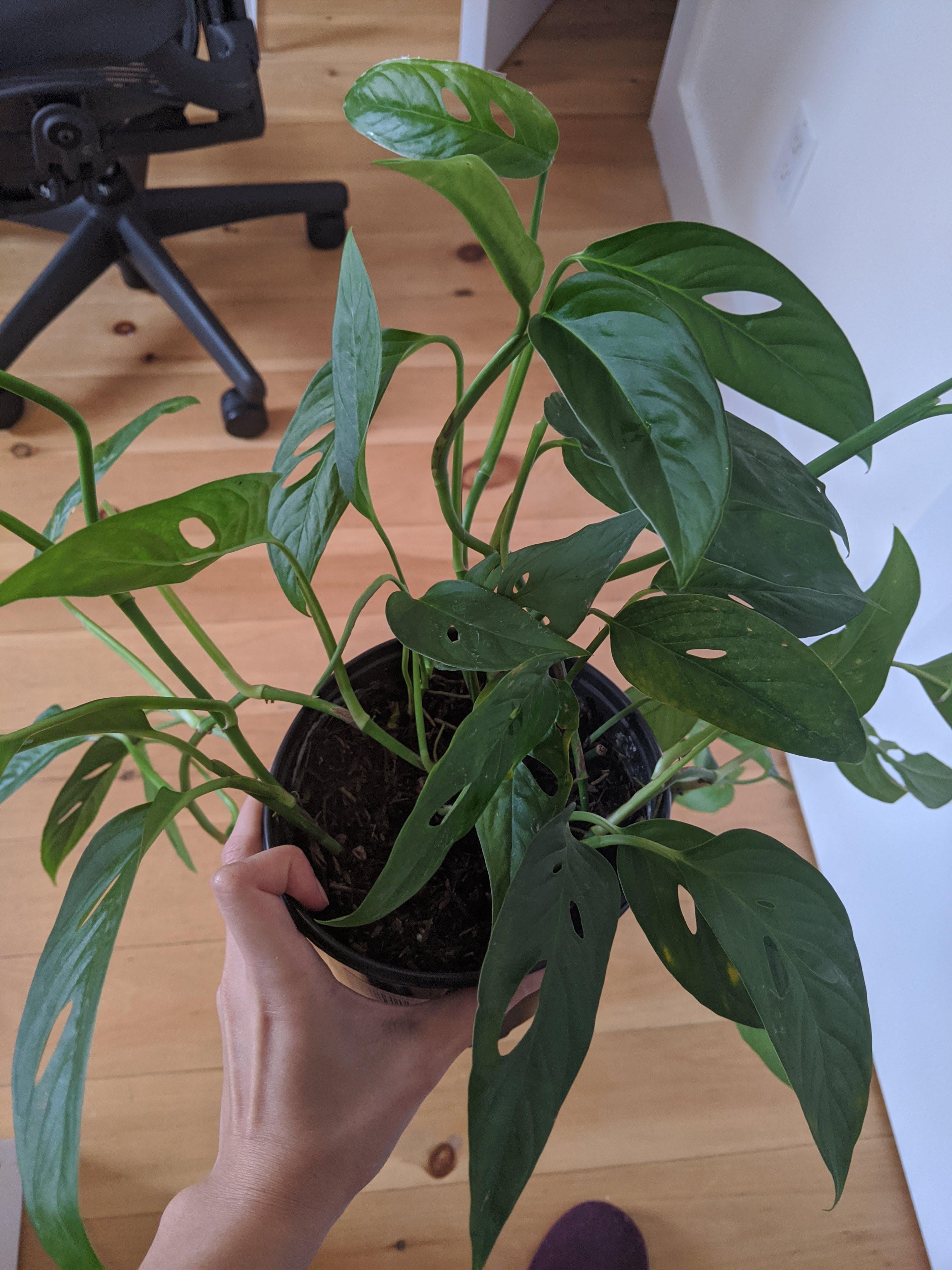 just got this monstera adansonii and it's not too happy. gave it some