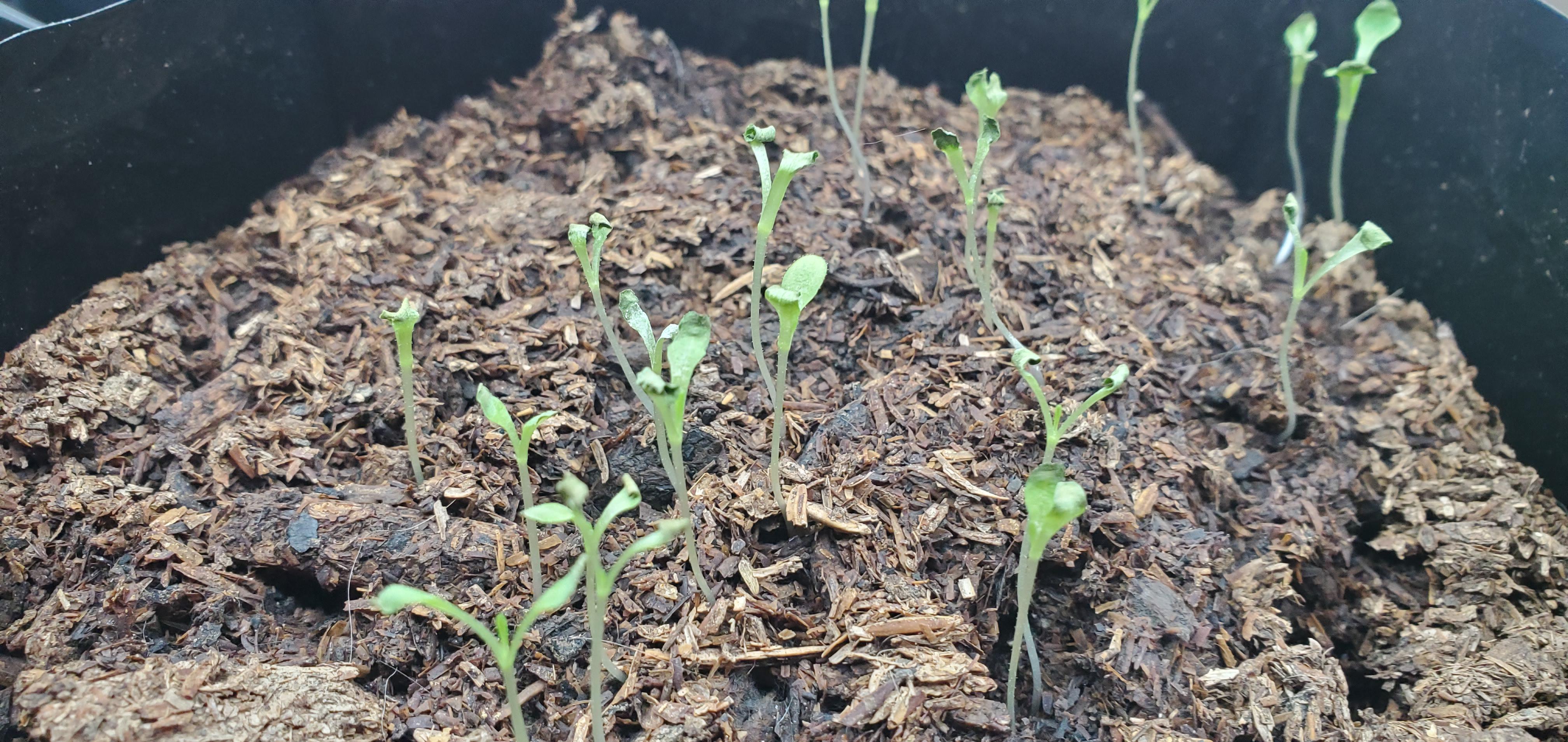 Buttercrunch Lettuce Baby leaves curling, also watched a video and