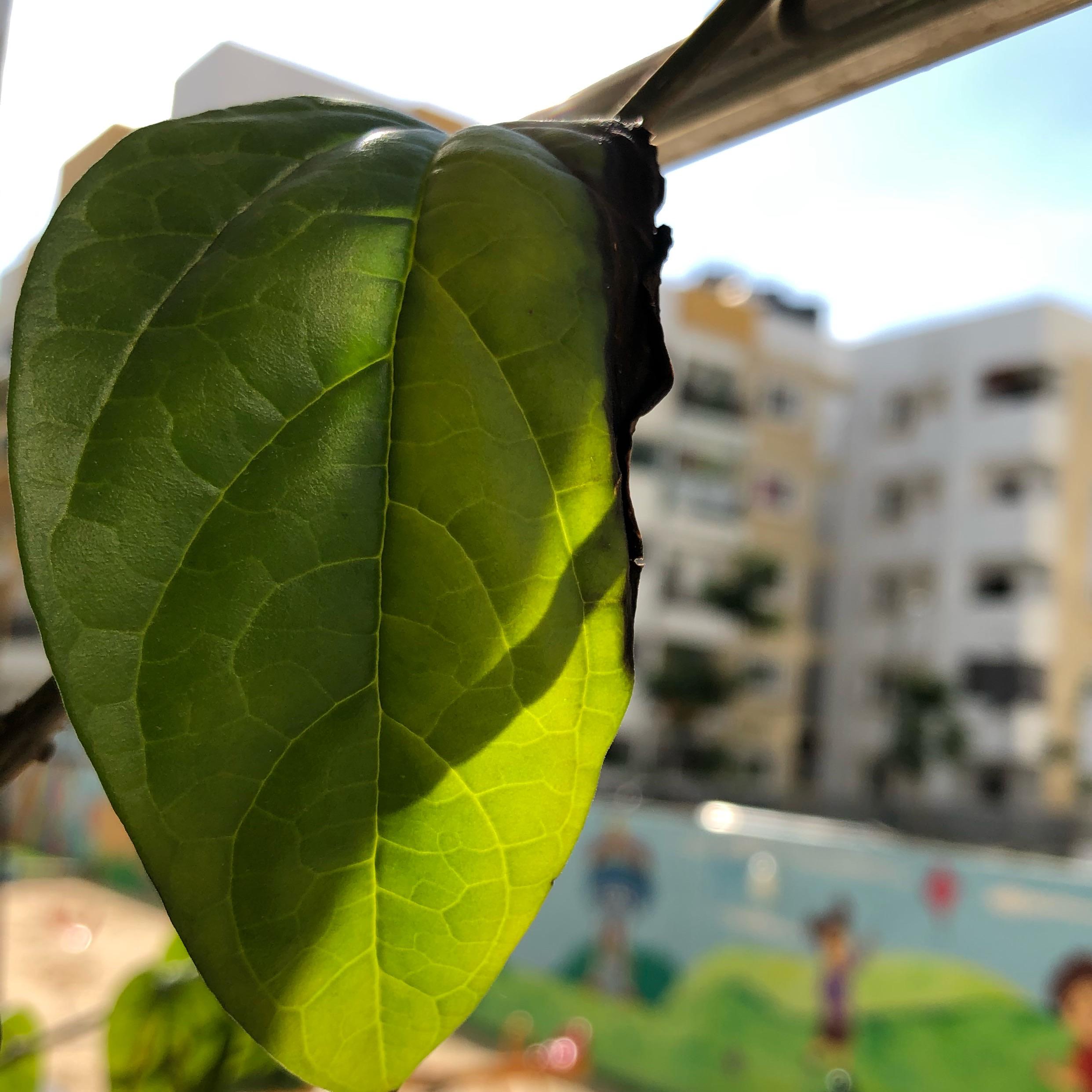 Suddenly, my plant leaves started burning..what could be the reason