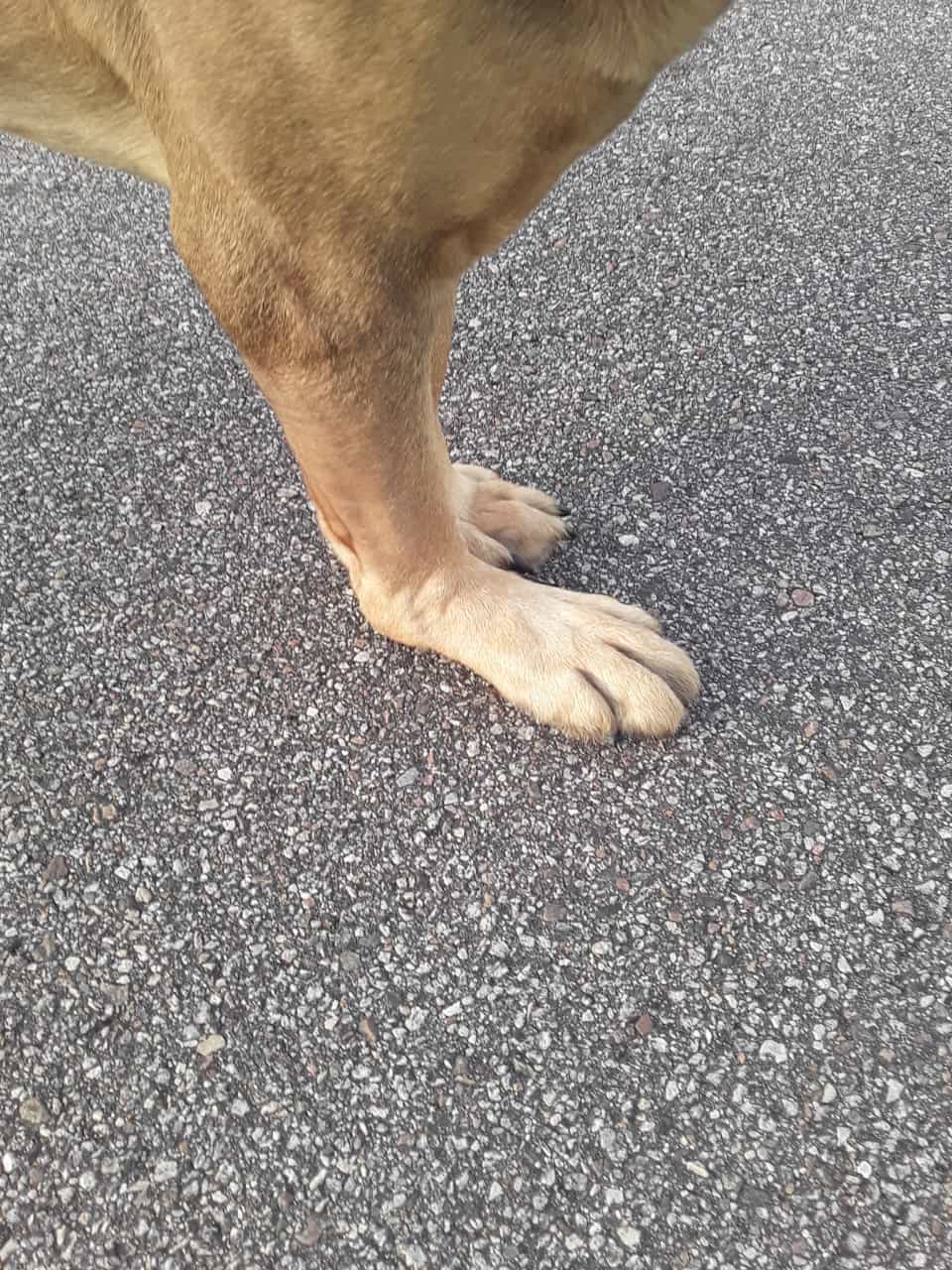 Why Do We Call Feet Dogs