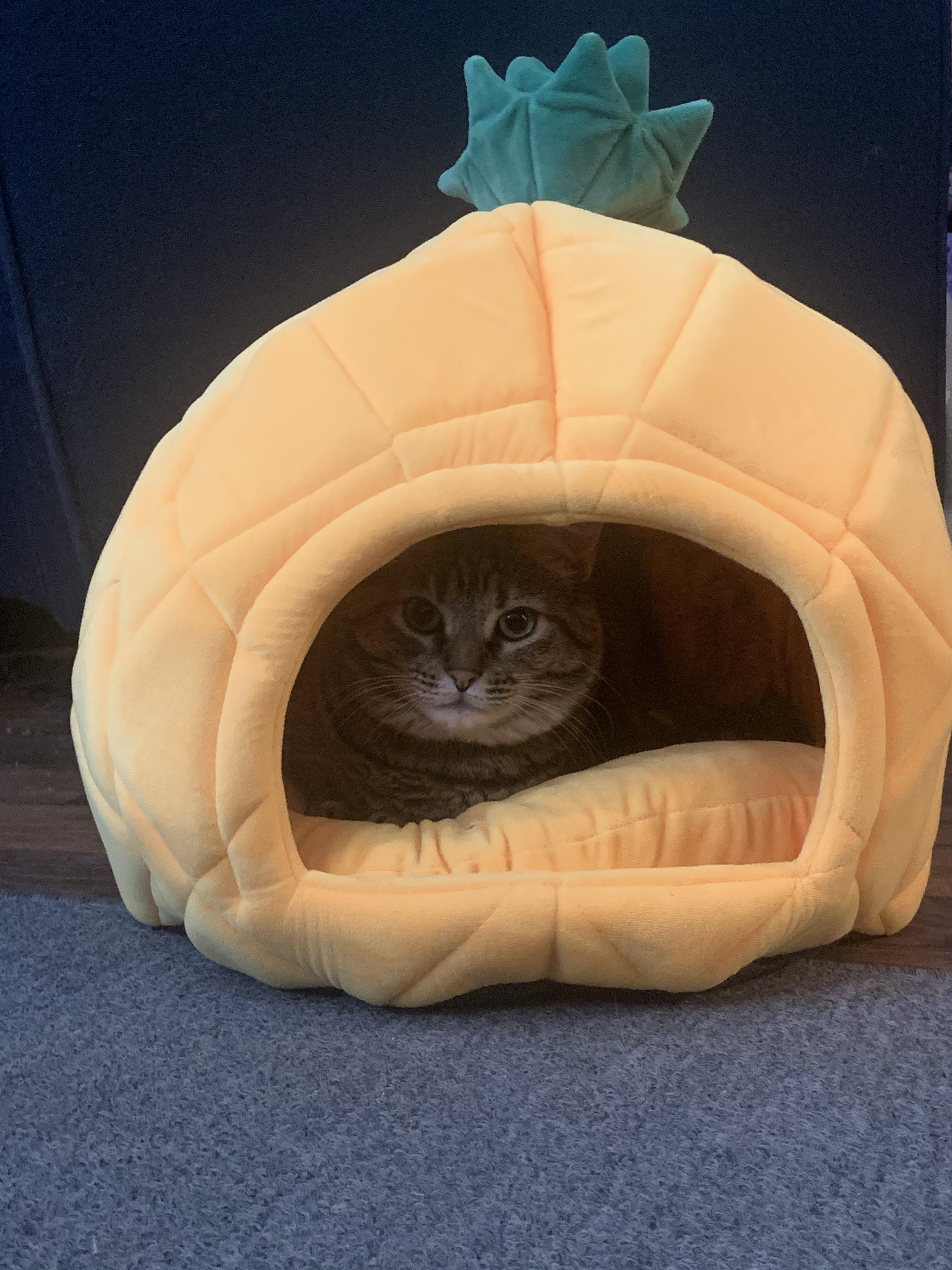 Didn’t take her long to get cozy in the Pineapple cave! r/aldi