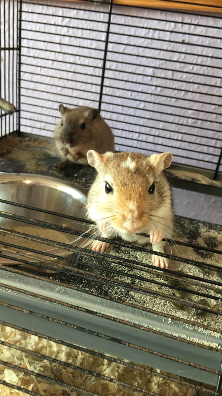 My first ever gerbils, who aren't with us anymore Ethel and Doris, miss