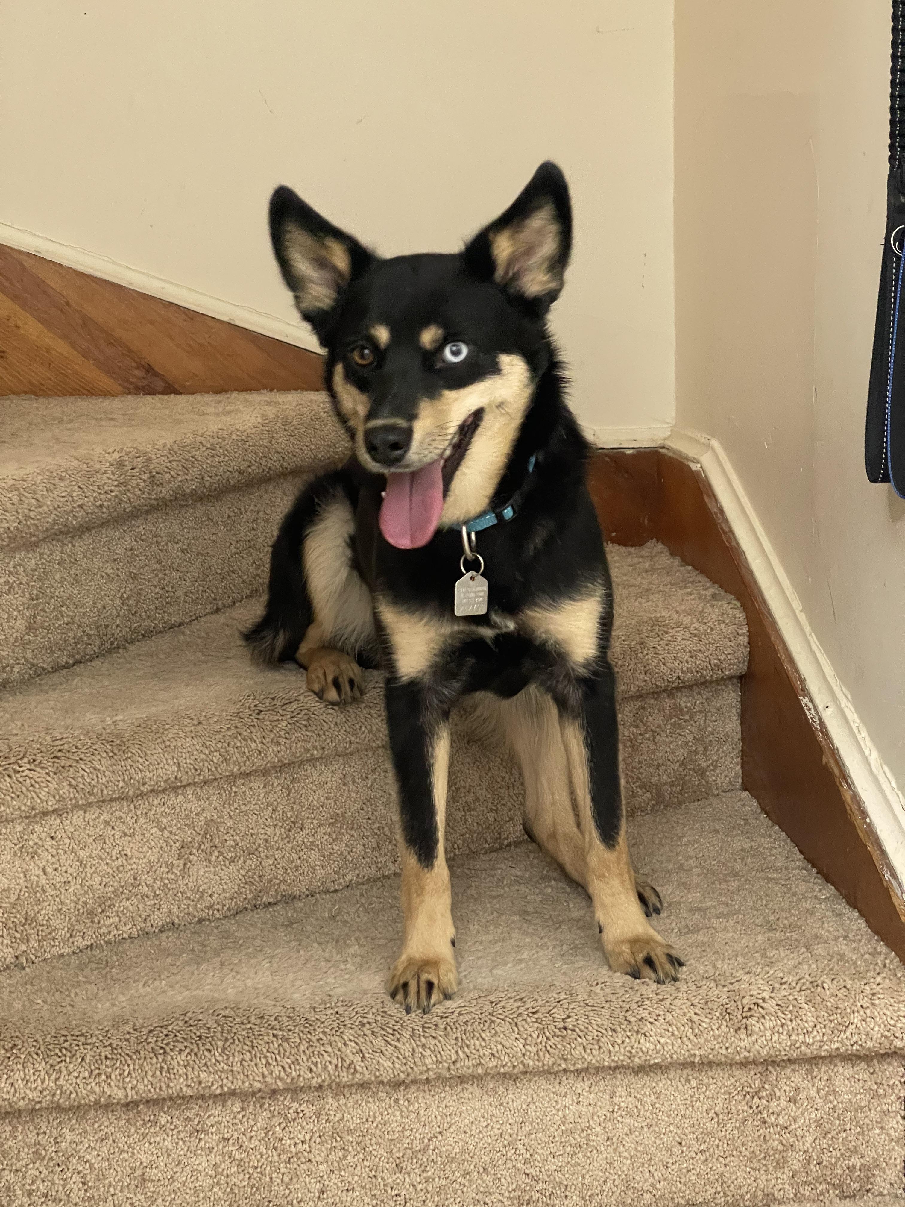 Meet Beta, Keeshond and Husky mix. r/Keeshond