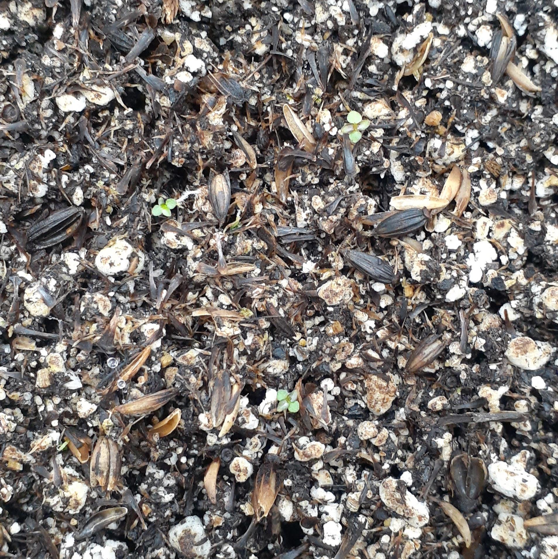 when would be a good time to begin lowering humidity? these have been