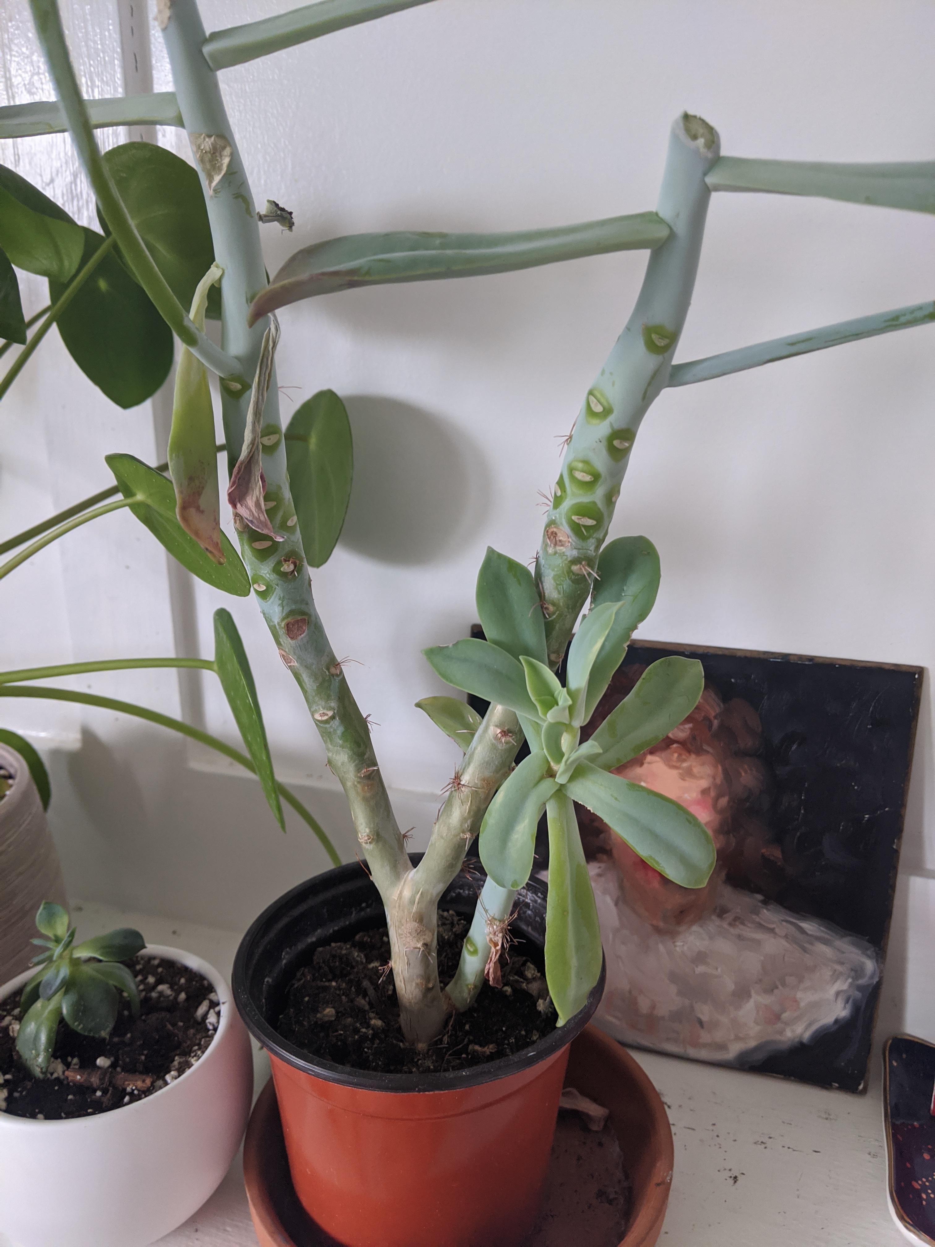 My plant is DYING it didn't come with an ID. What do I do?( r/houseplants
