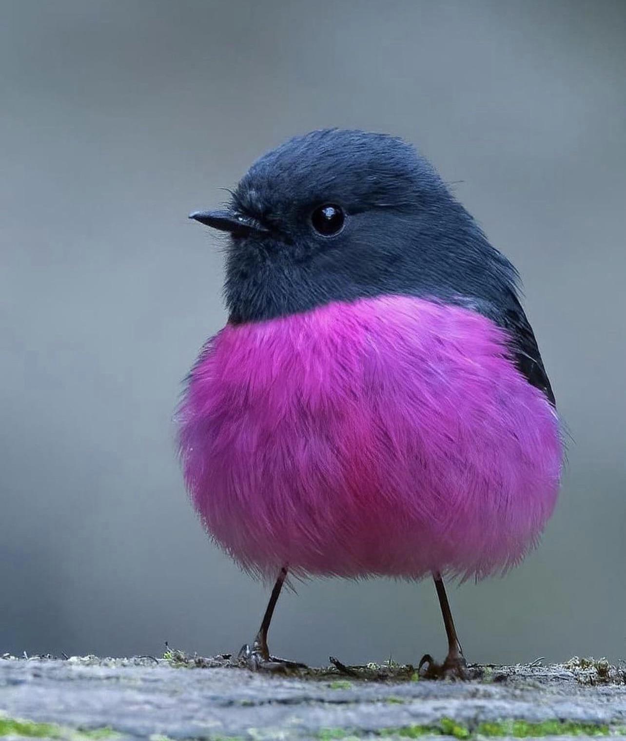The Pink Robin, a small (and adorable) passerine bird native to the