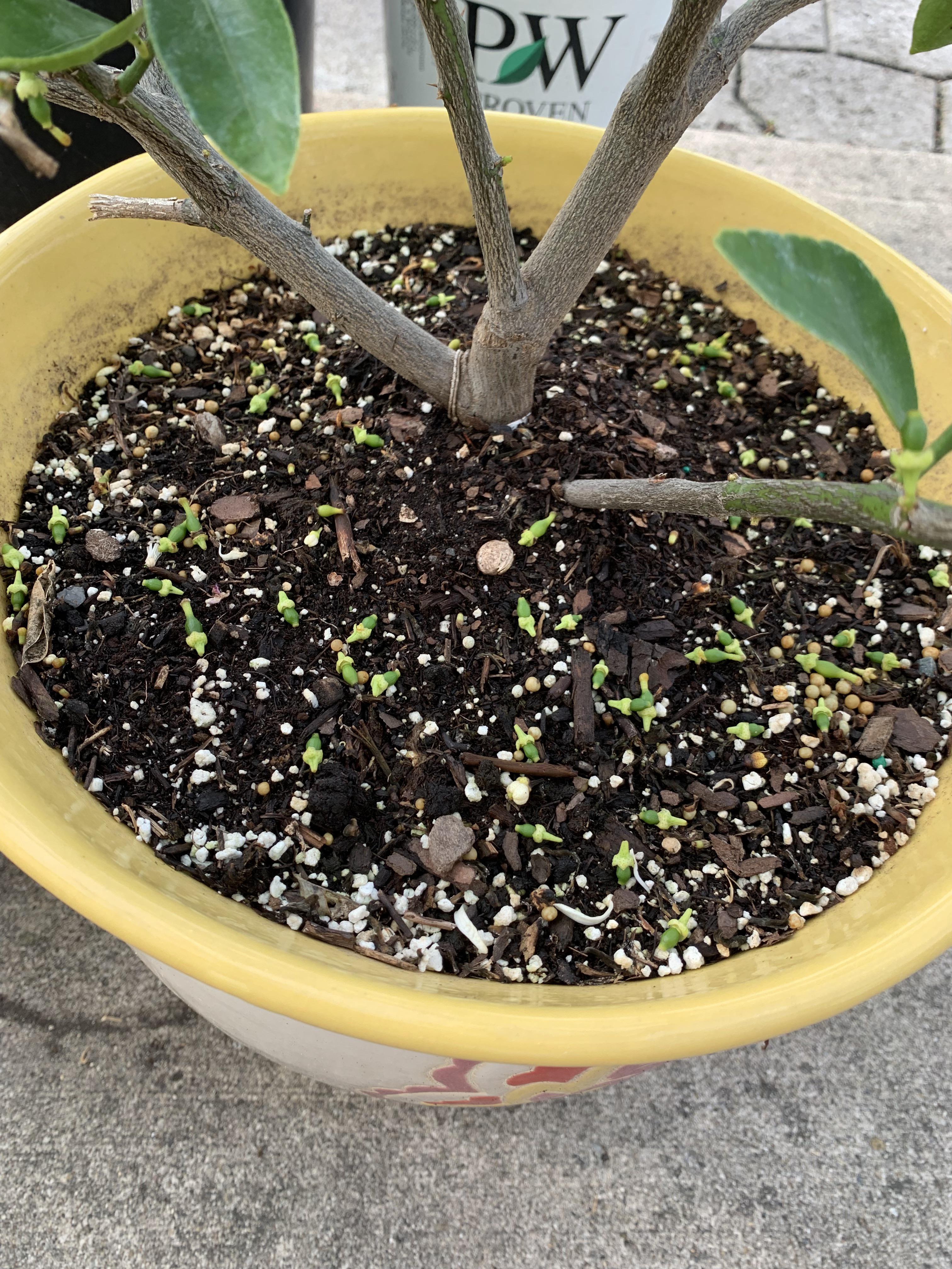 Patio lime tree just dropped the baby limes! r/plantclinic