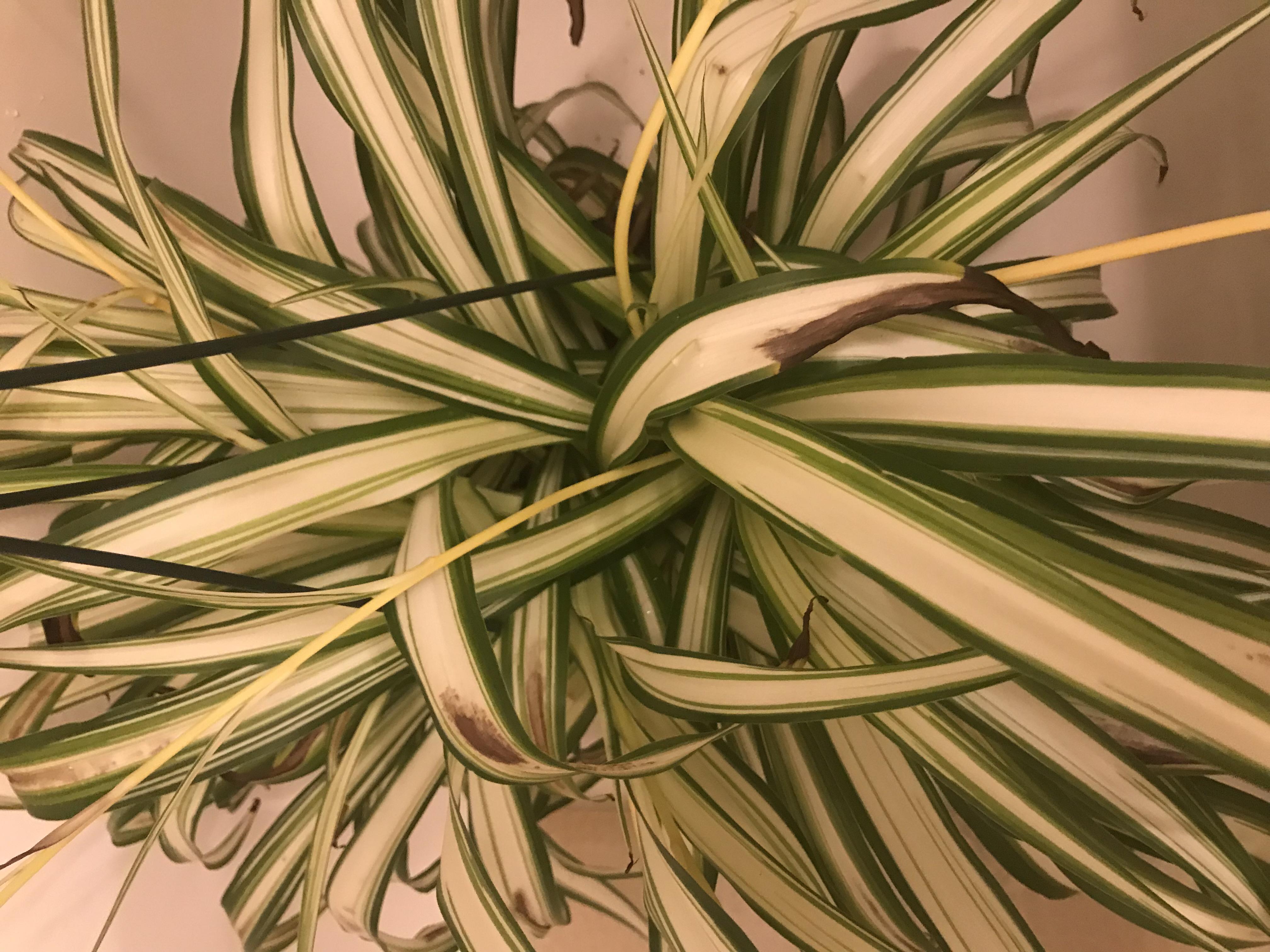 What is causing the brown spots on my spider plant?