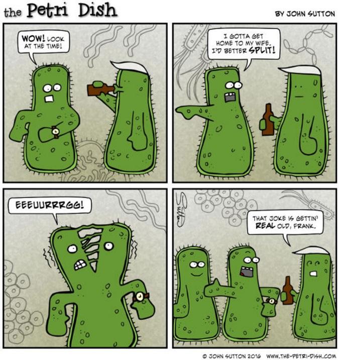 The Petri Dish Split [OC]