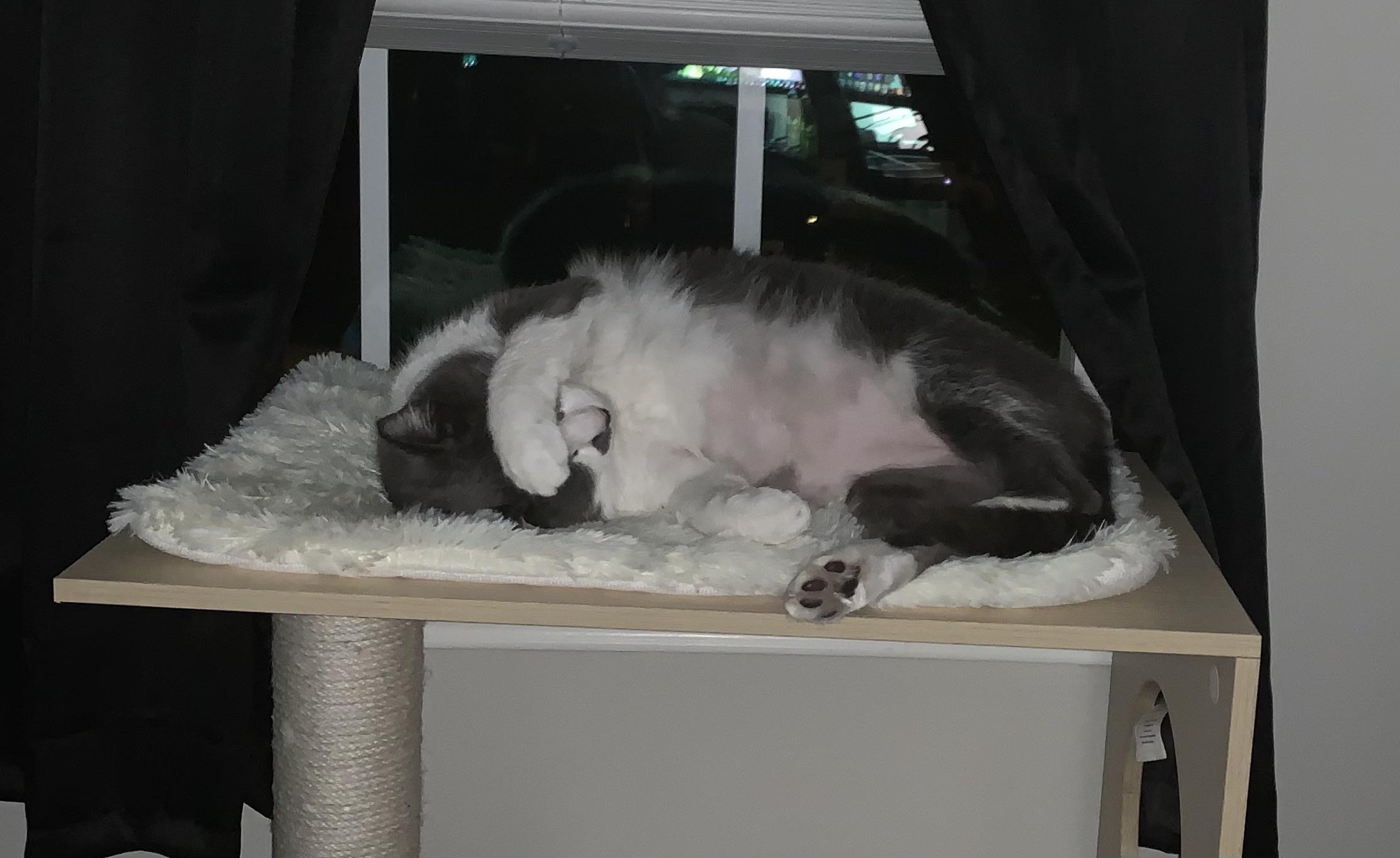 My cat likes to cover his eyes while he sleeps r/mildlyinteresting