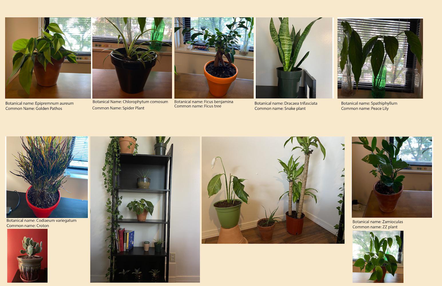 I’m just a plant enthusiast living in Pittsburgh 😄😇 these are my plants