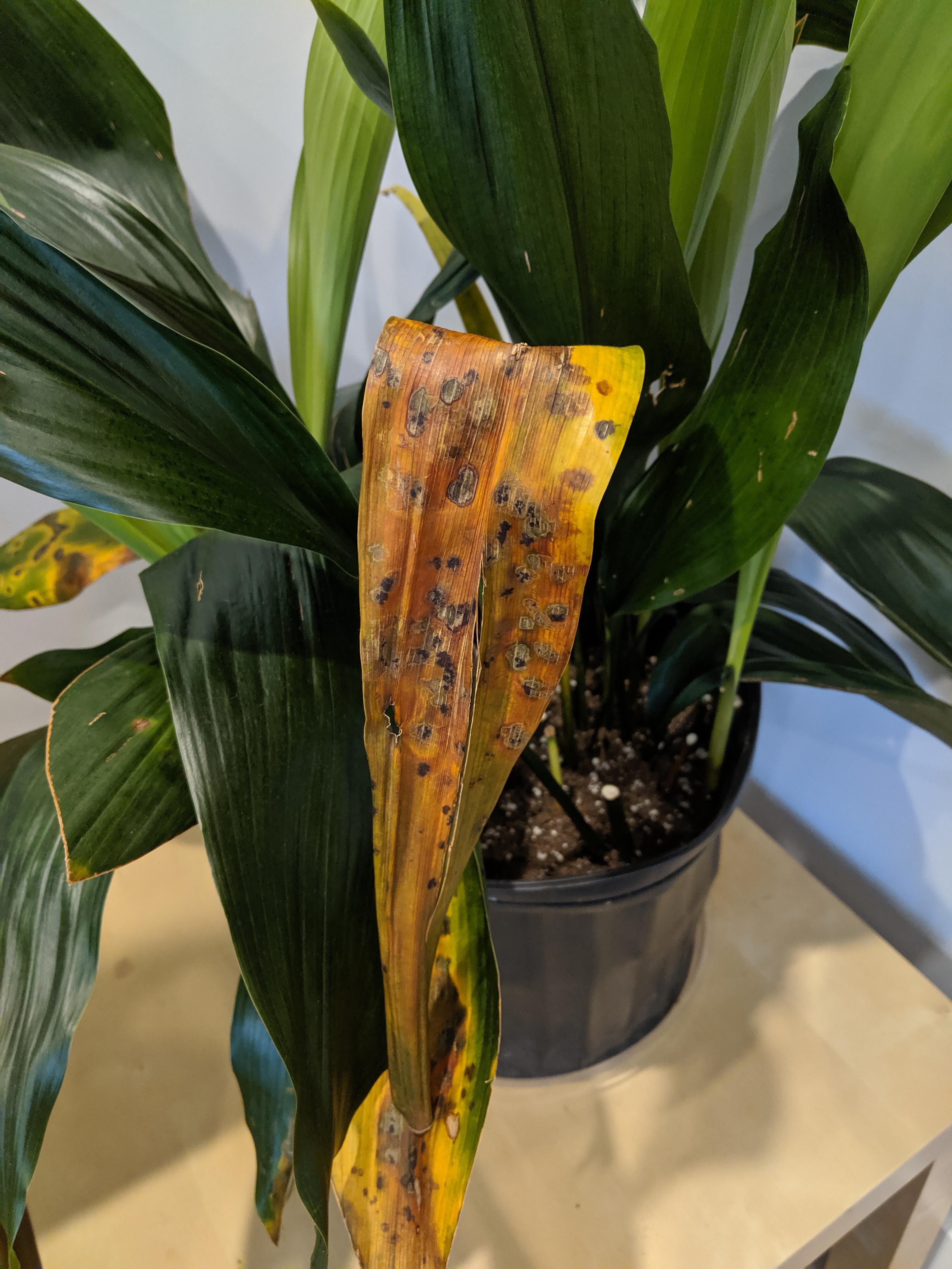 What is killing my cast iron plant? r/plantclinic