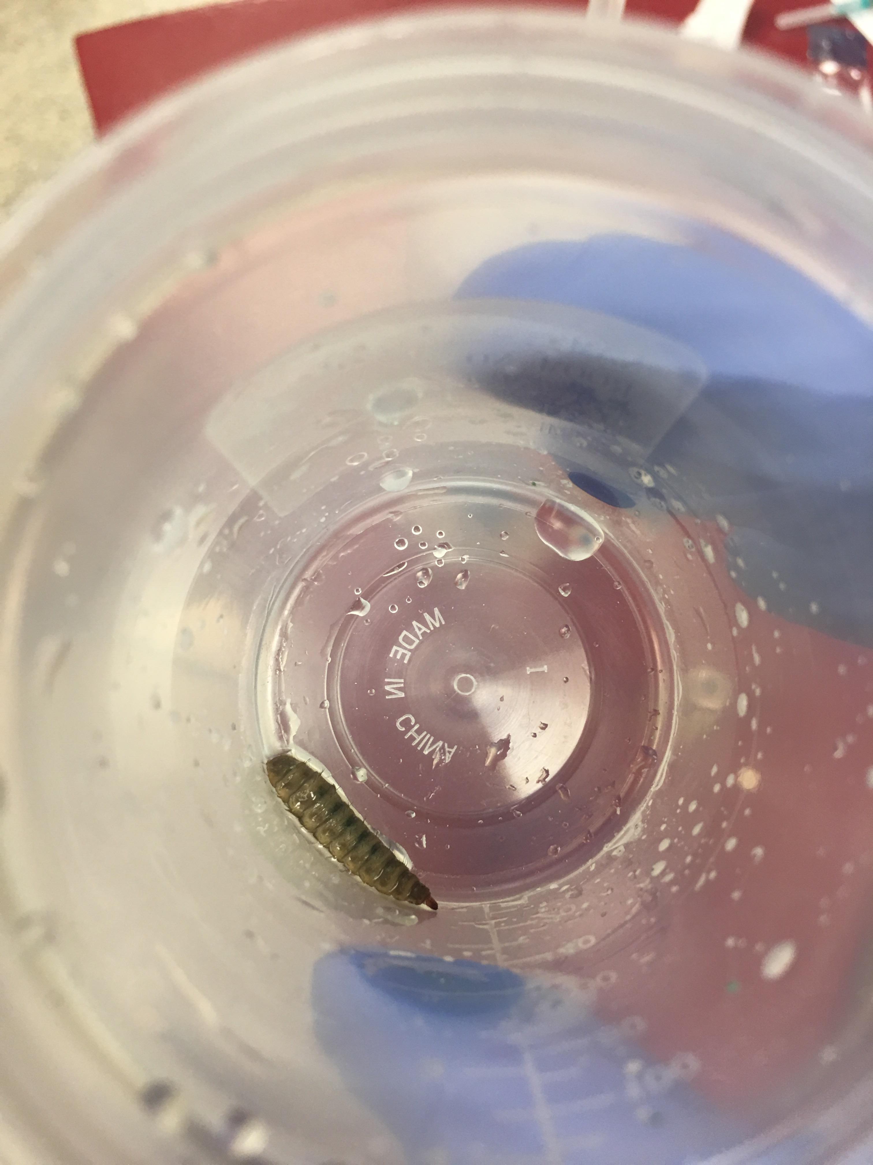 A dog vomited this up after emesis was induced. Houston, TX r