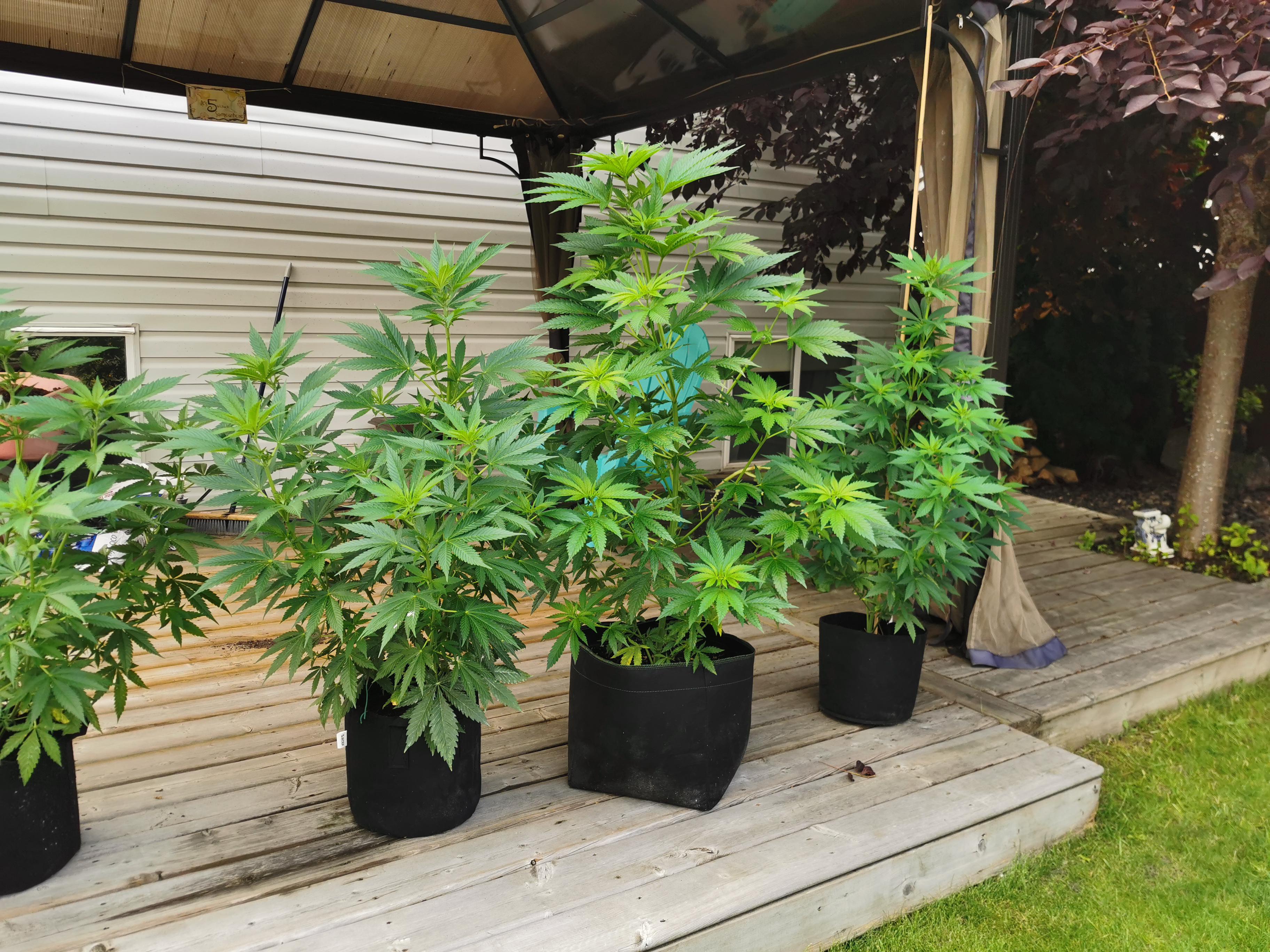 Auto RPK, day 70 still not flowering r/Autoflowers