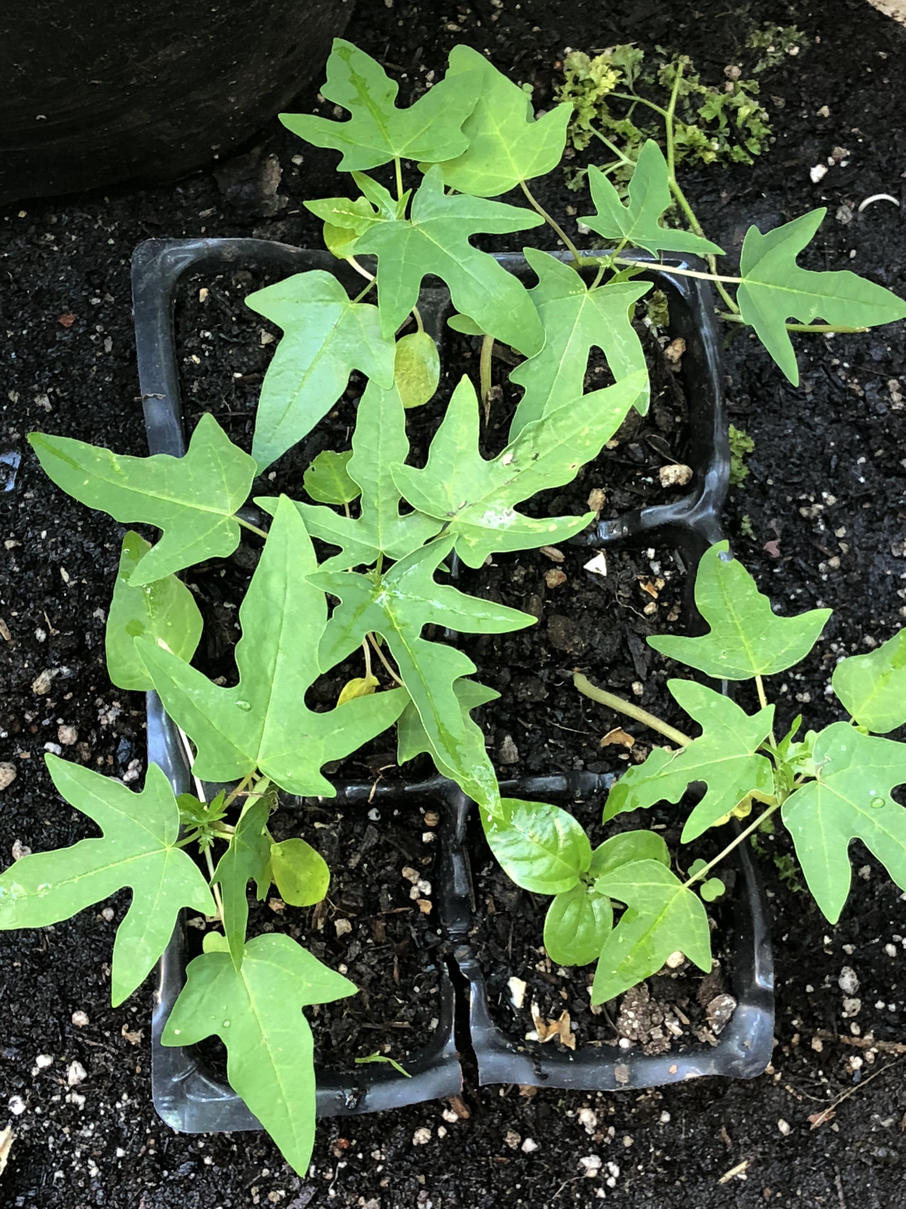 Papaya babies and one passion fruit baby 👶 r/gardening