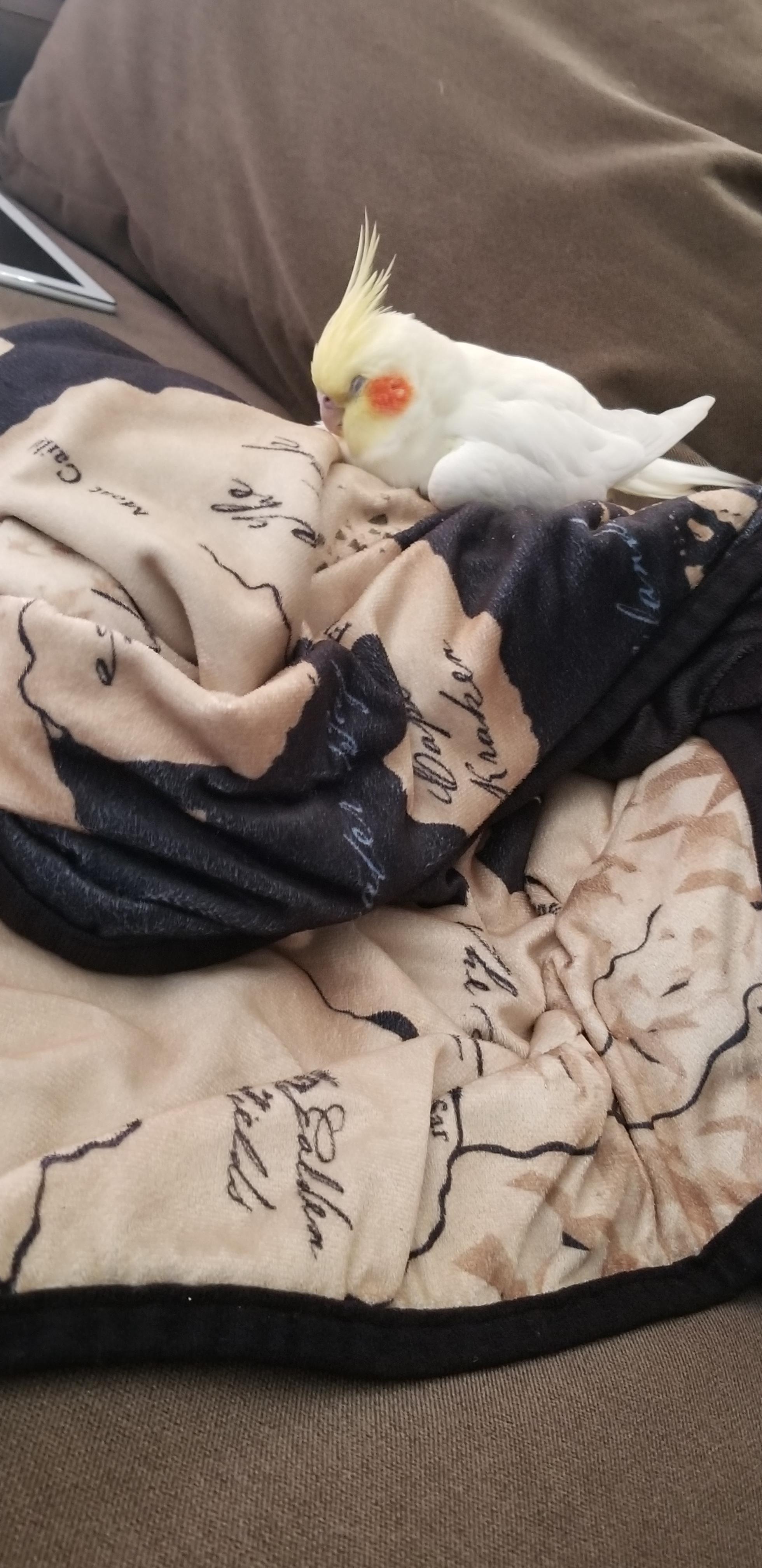 The best sleep r/cockatiel