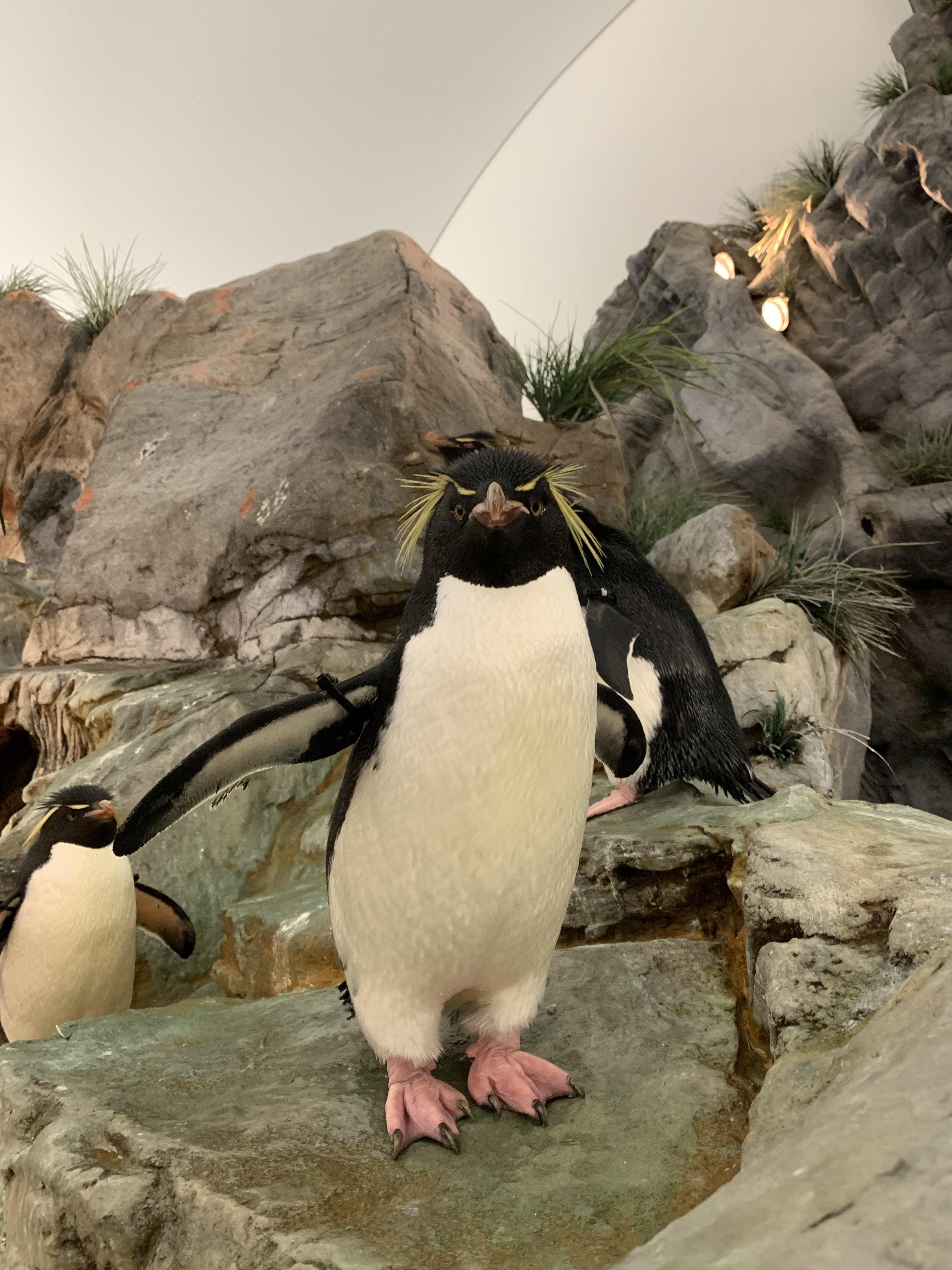 Penguins in the St. Louis zoo don’t put up with bs. r/aww