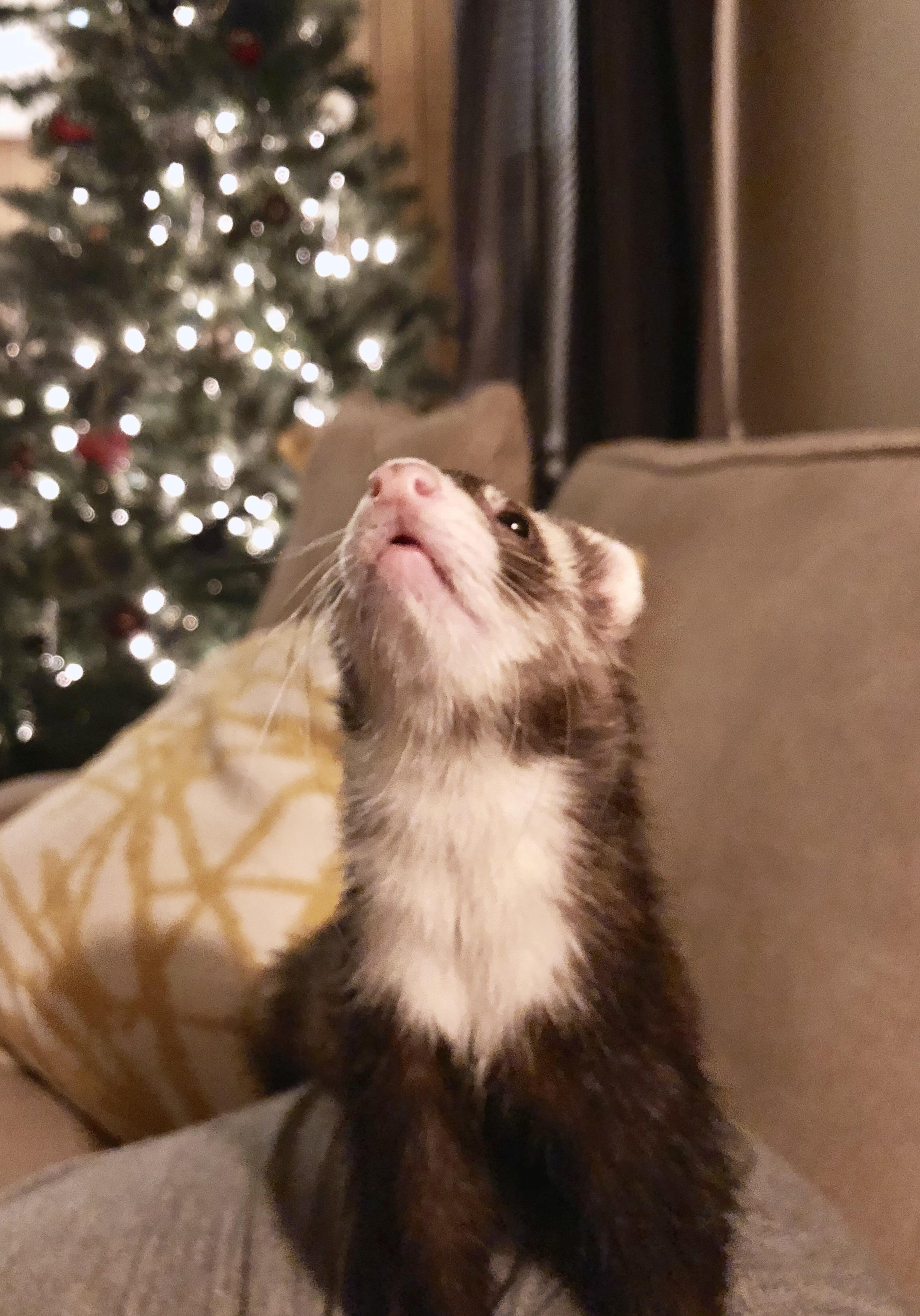 Ferret Christmas Stockings It’s her first Christmas, and she’s so excited by all the sparkly
