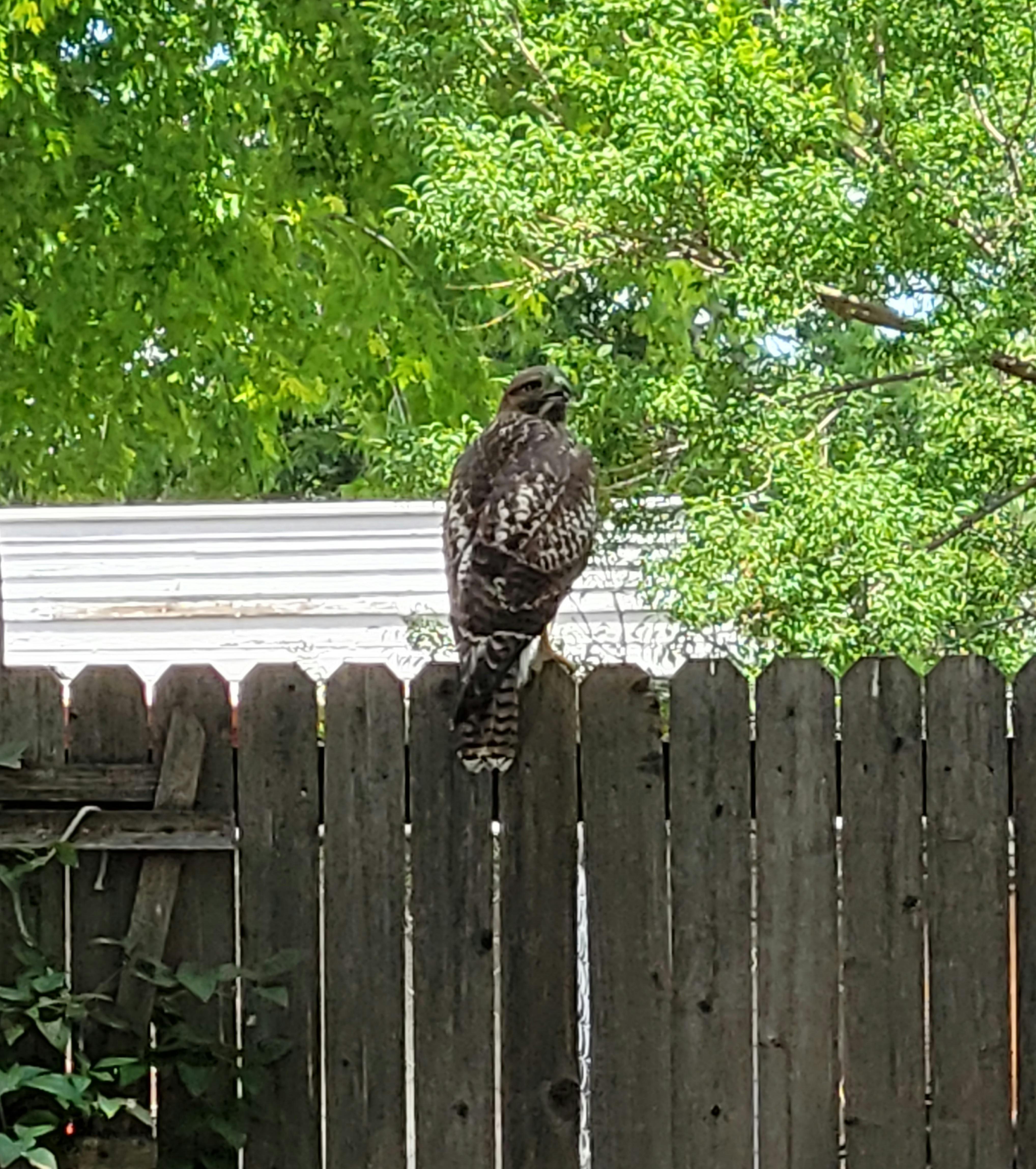 Bird in my backyard. Need help Identifying. Denver, CO r/Denver