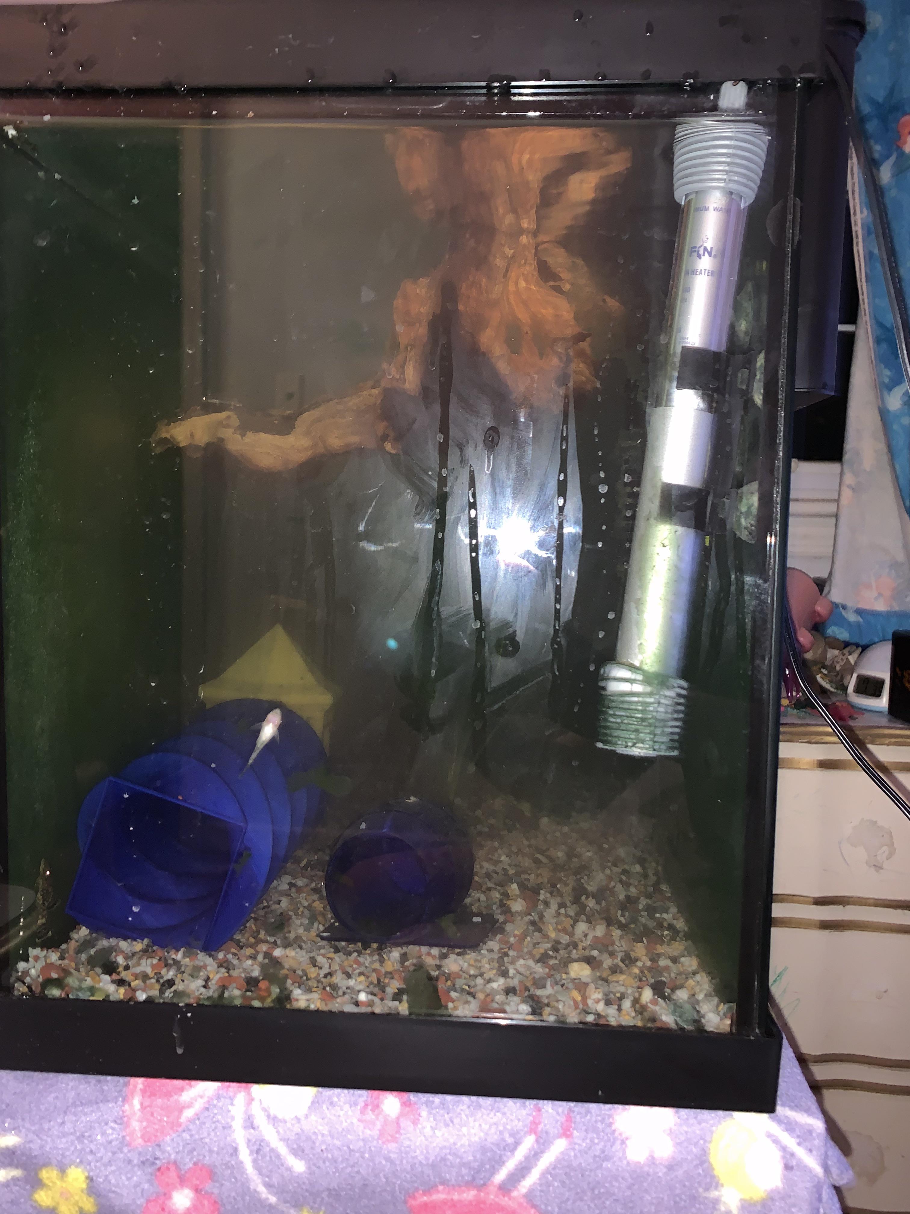 Cloudy water after adding gravel? (info in comments) r/Aquariums