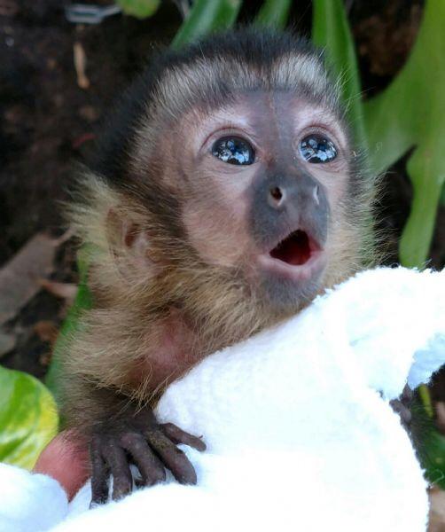 Baby Capuchin Monkey r/aww