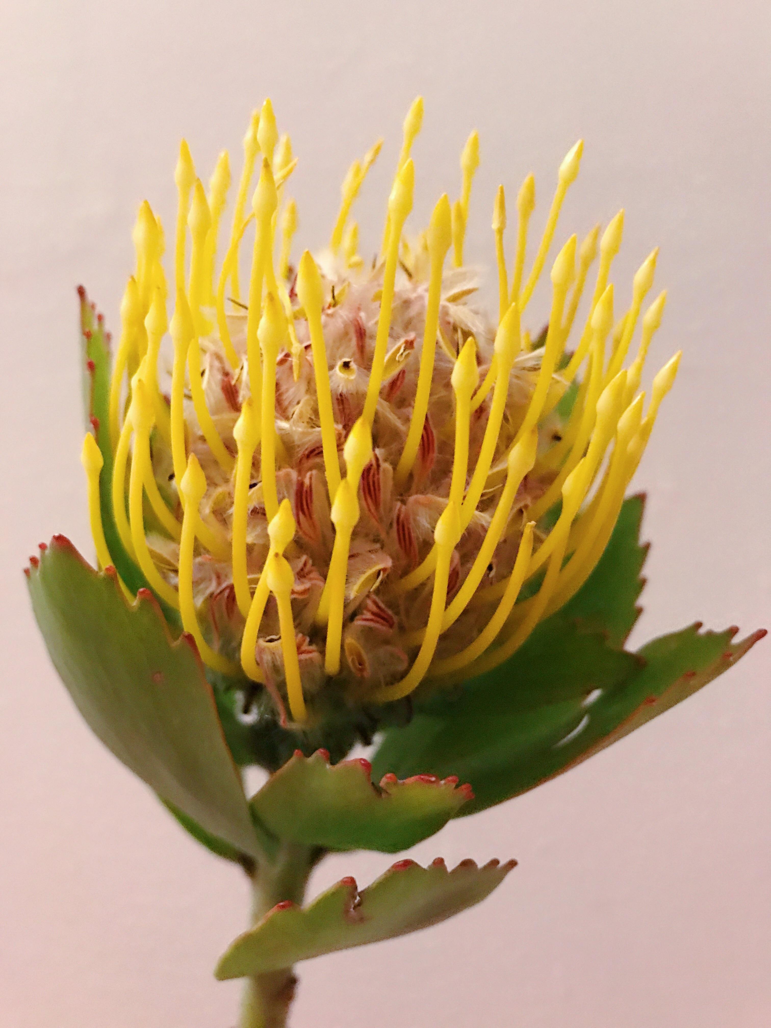 Yellow spiky flower that smells like mangoes r/whatsthisplant