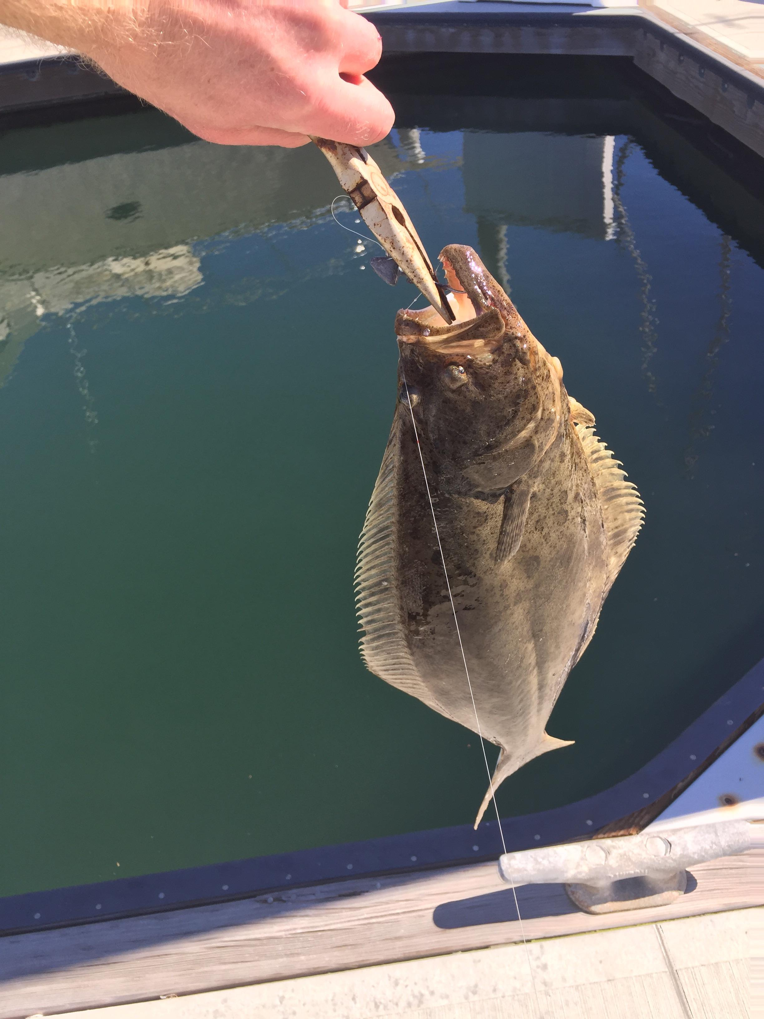 Harbor Halibut r/Fishing