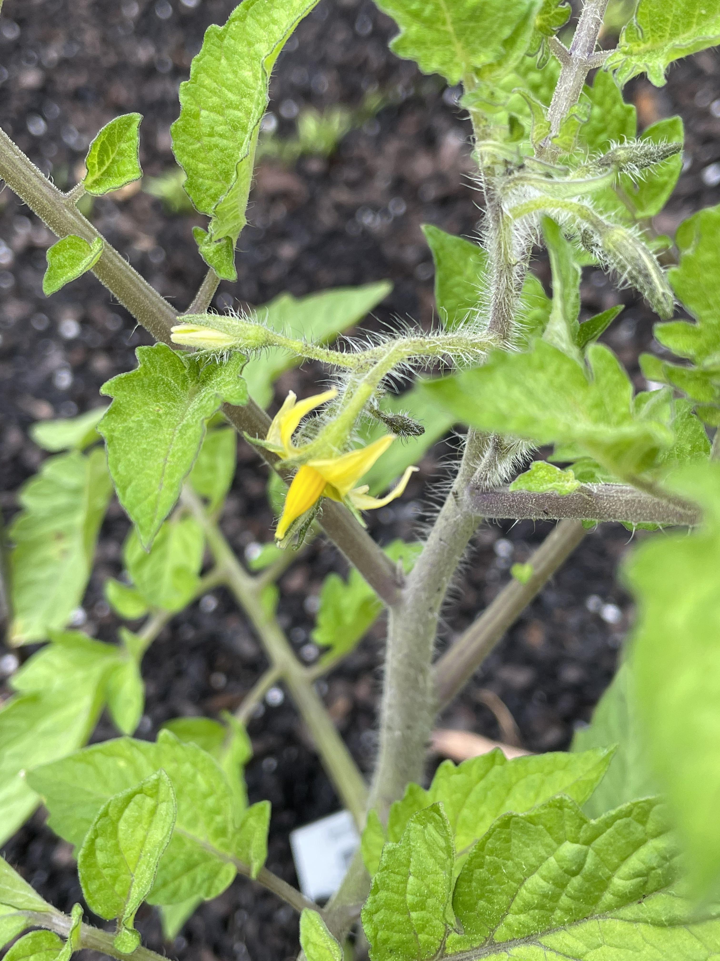 2 flowers on my tomato plant! Can’t overstate how excited I was to find