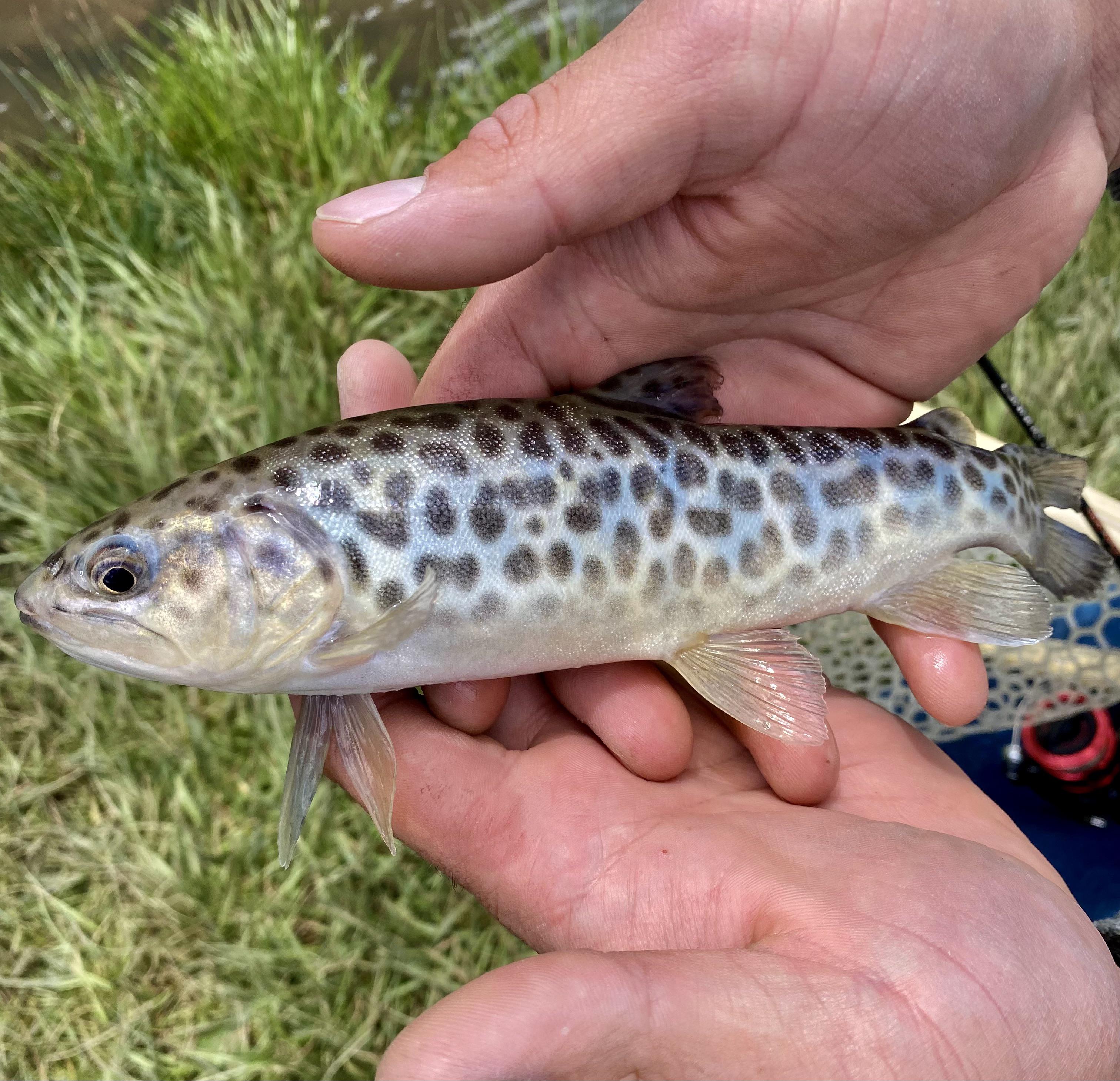 Wrangled in my first Tiger Trout this weekend!! r/troutfishing