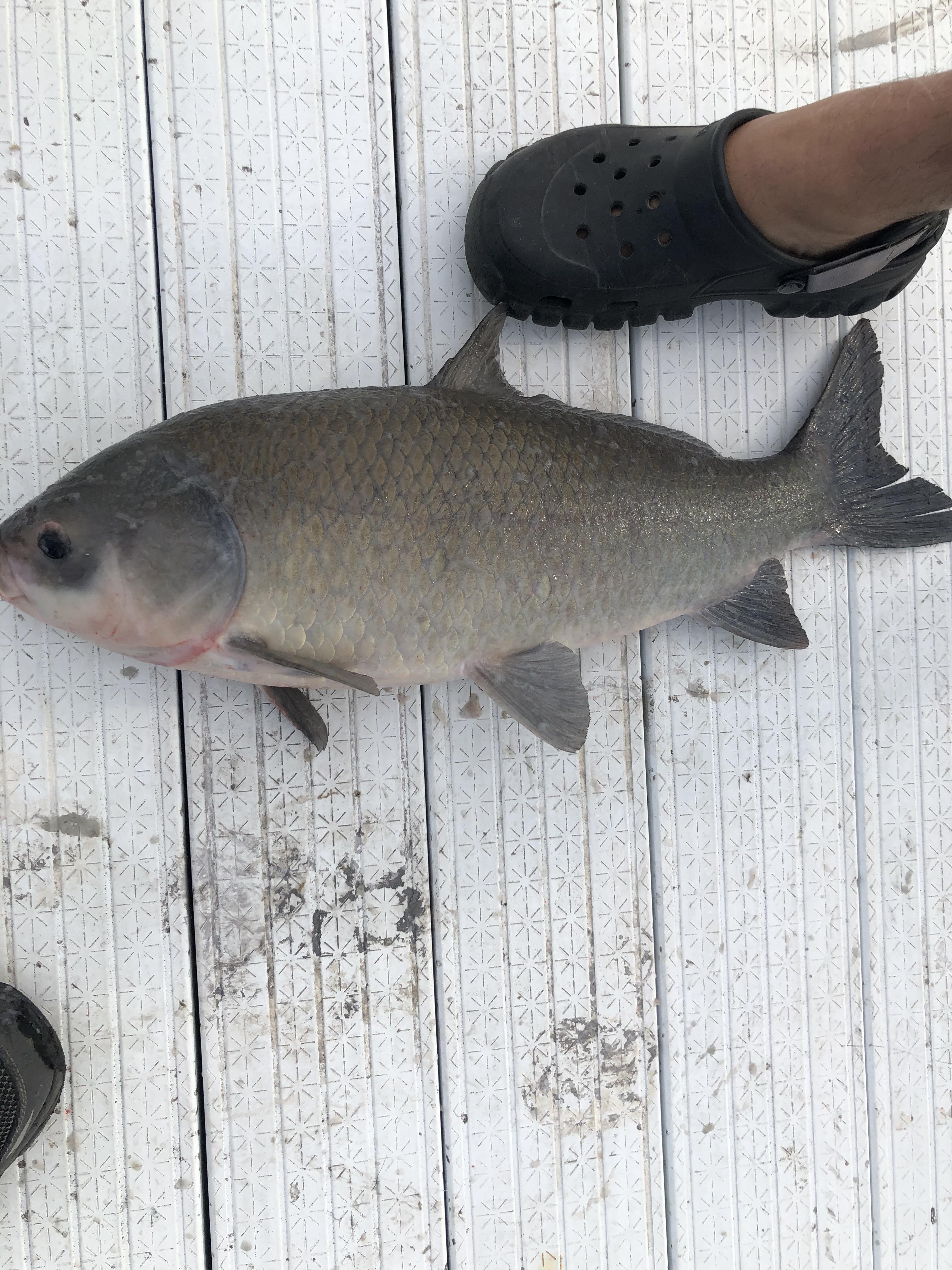 What is this fish it was caught in Lake Erie r/whatisthisfish