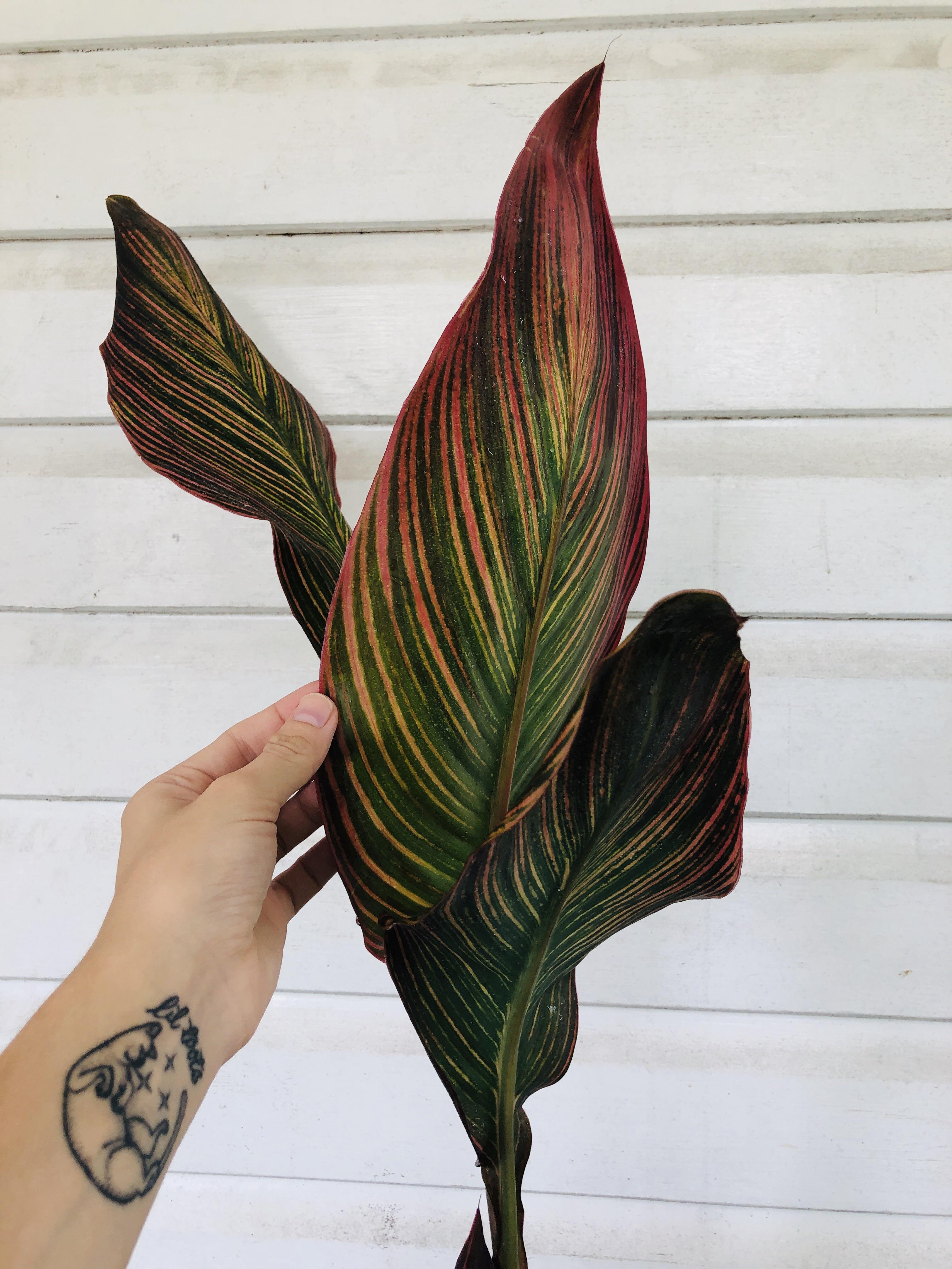 Check out the leaves on my new Tropicana plant! 😍 r/houseplants