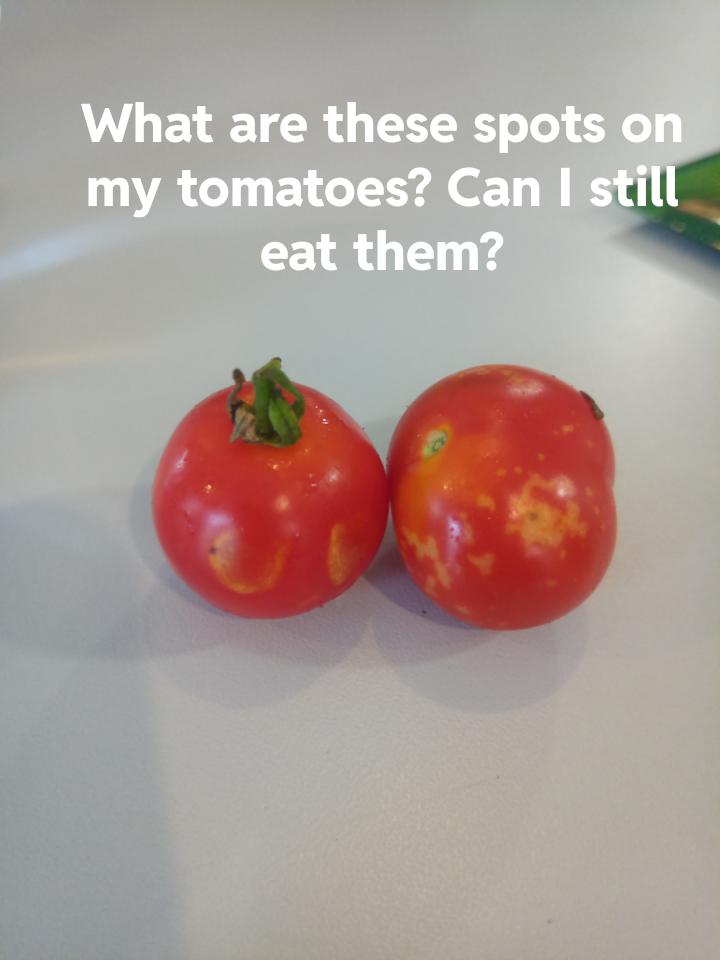 What are these spots on my tomatoes? Can I still eat them