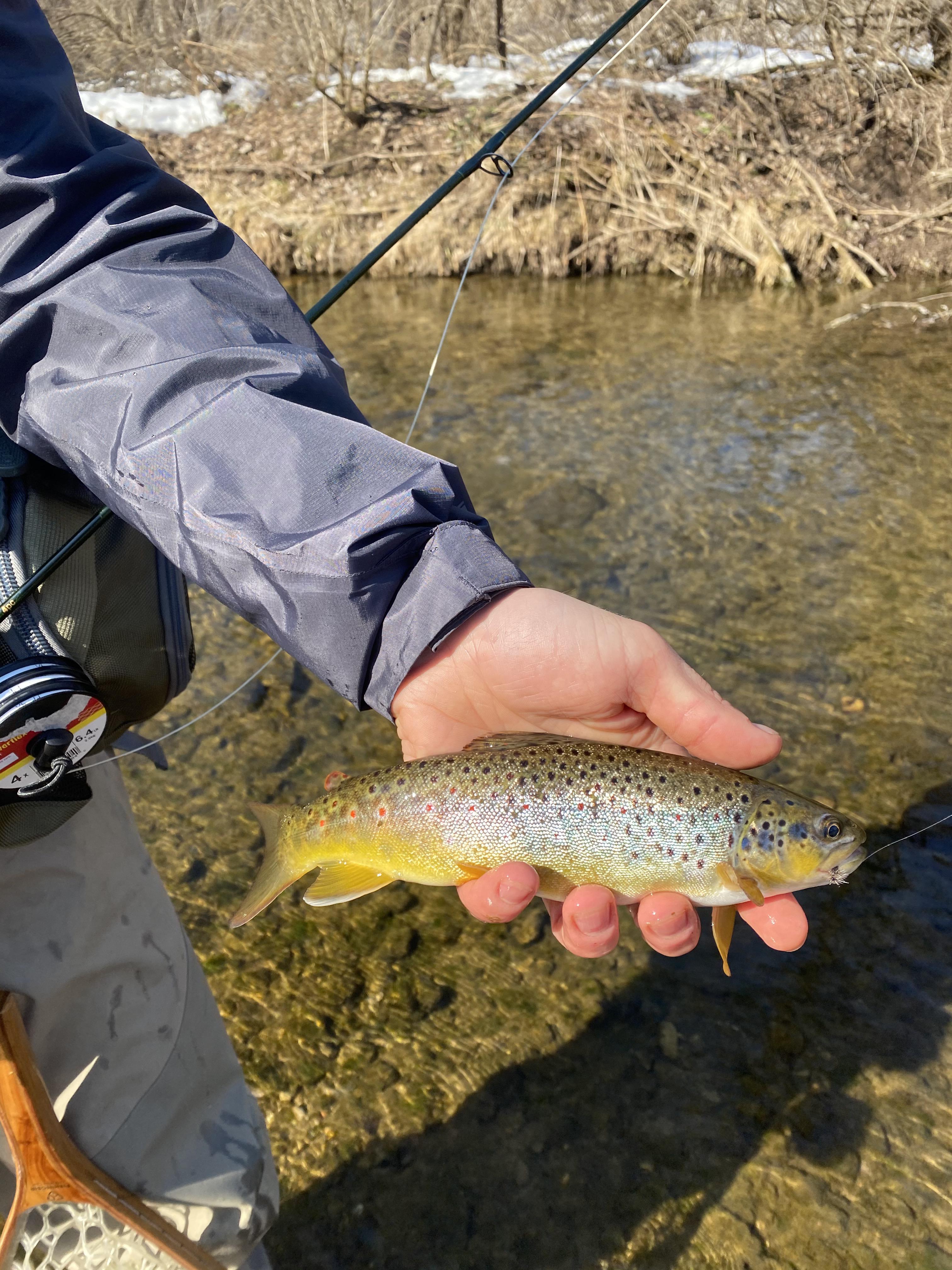 60° F on the Driftless today! Dry flies all morning and BhPt’s until