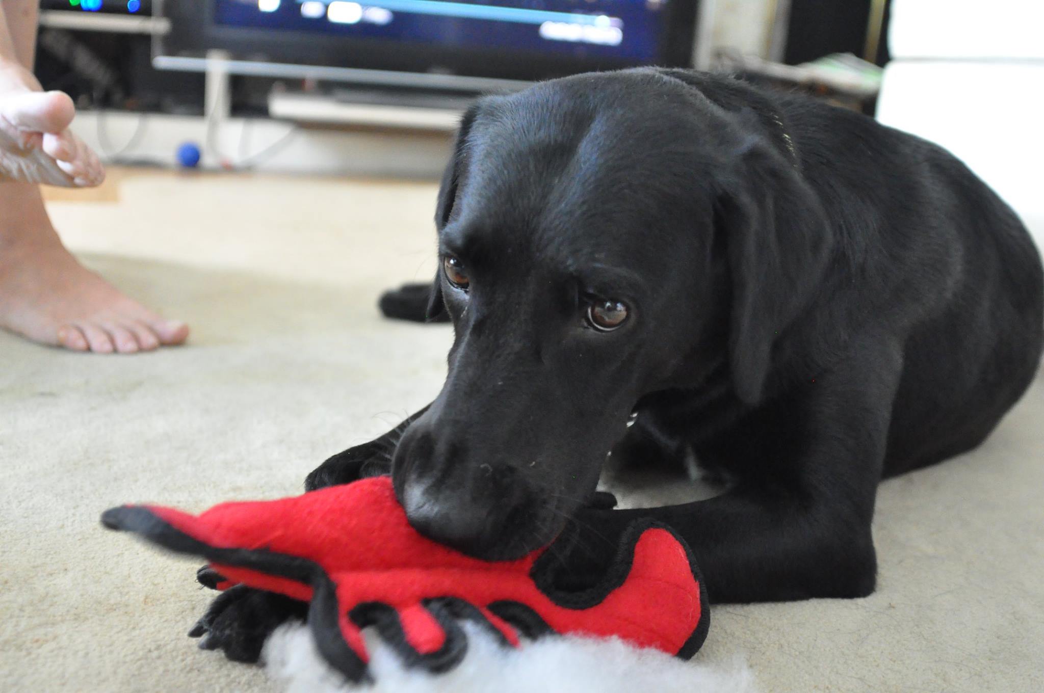 Meet Daisy! A rescued 1.5 year old Black Lab mix! We adopted her at 8