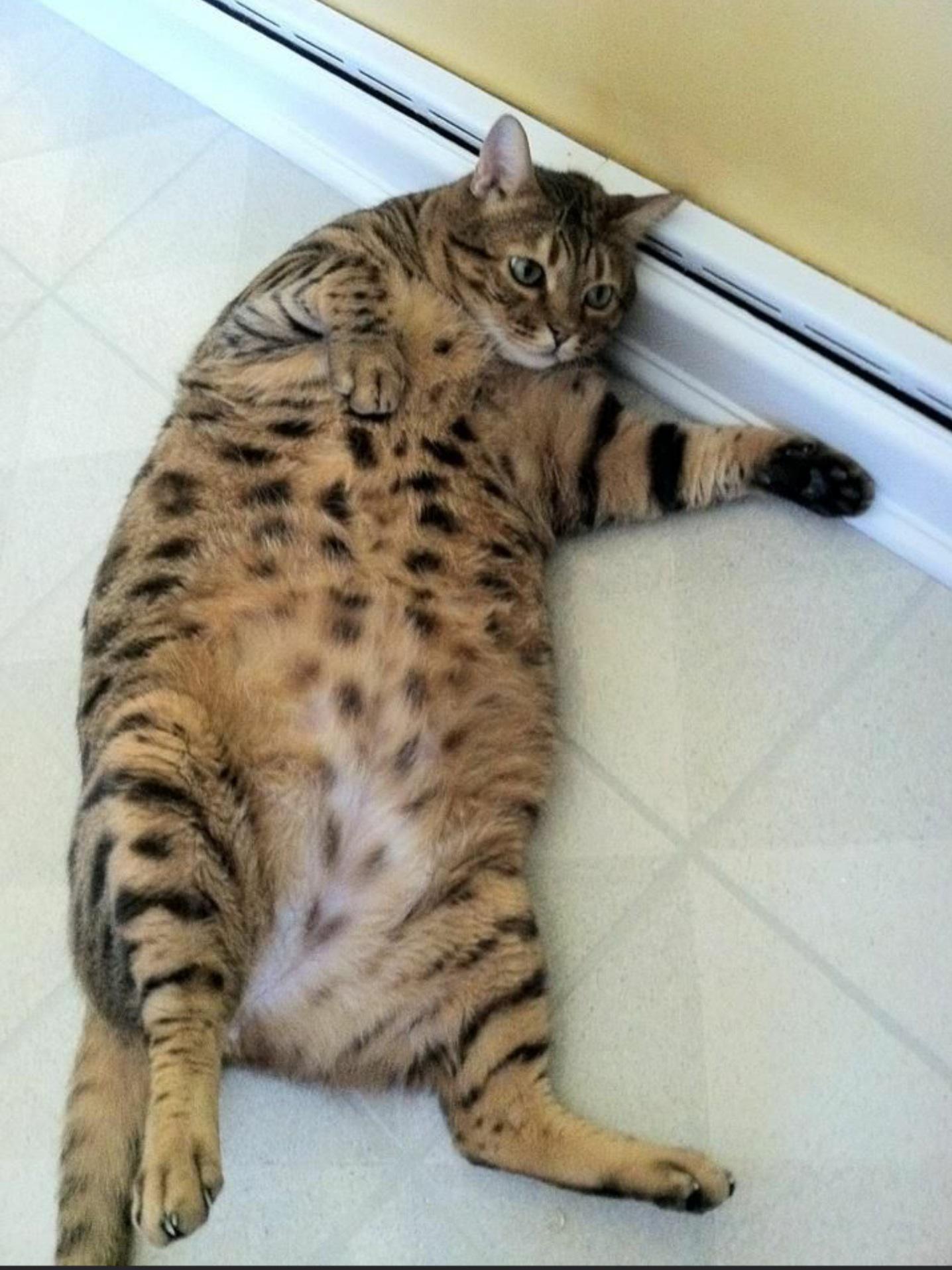 Can someone kindly do 10 images of this cat getting progressively