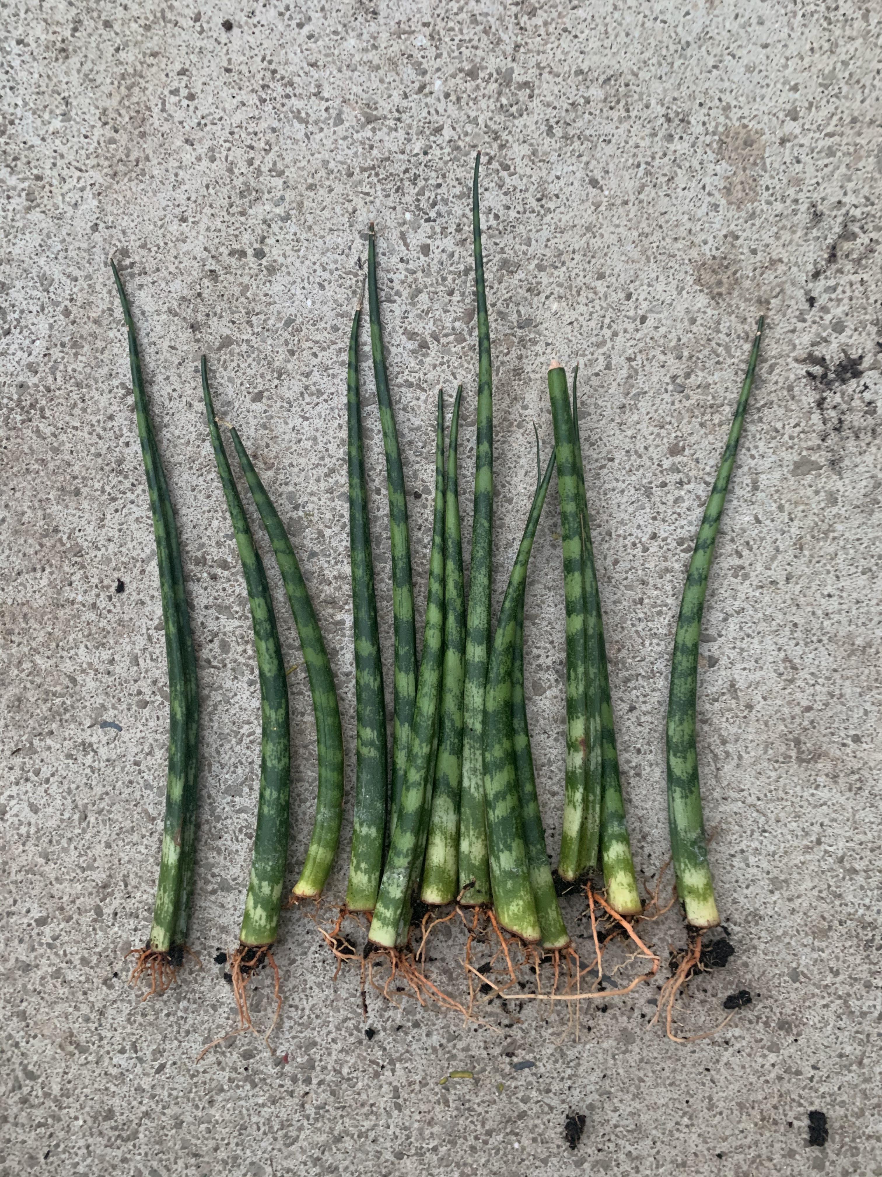 Can this snake plant be saved?