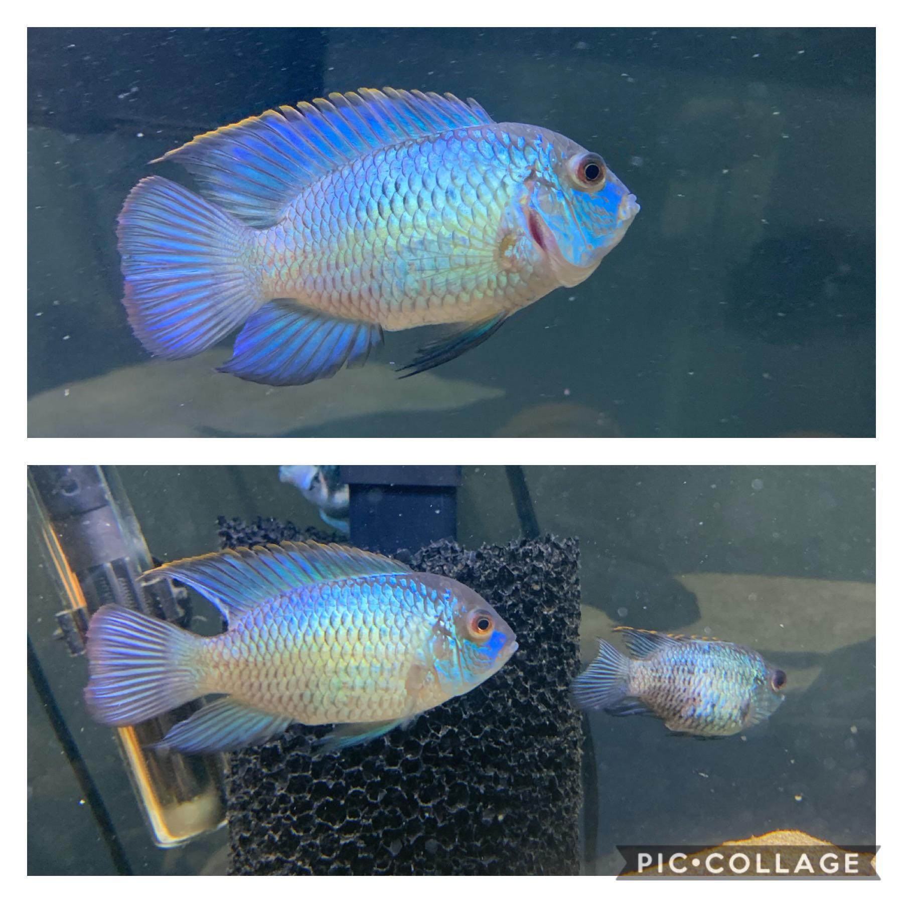 My breeding pair of Electric Blue Acara r/Cichlid
