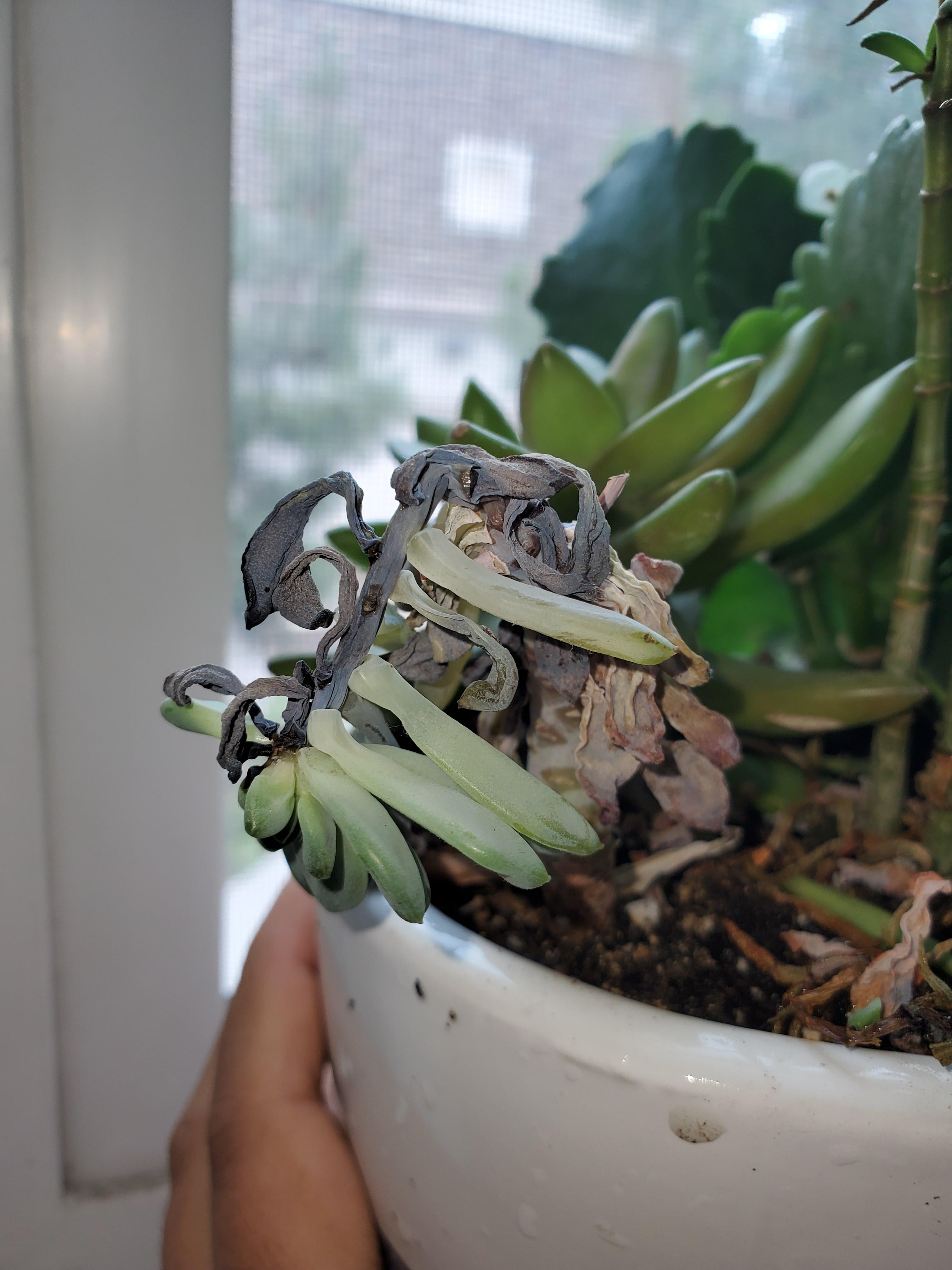 Succulent Dying! What did I do wrong? Anyway to save it? r/plantclinic