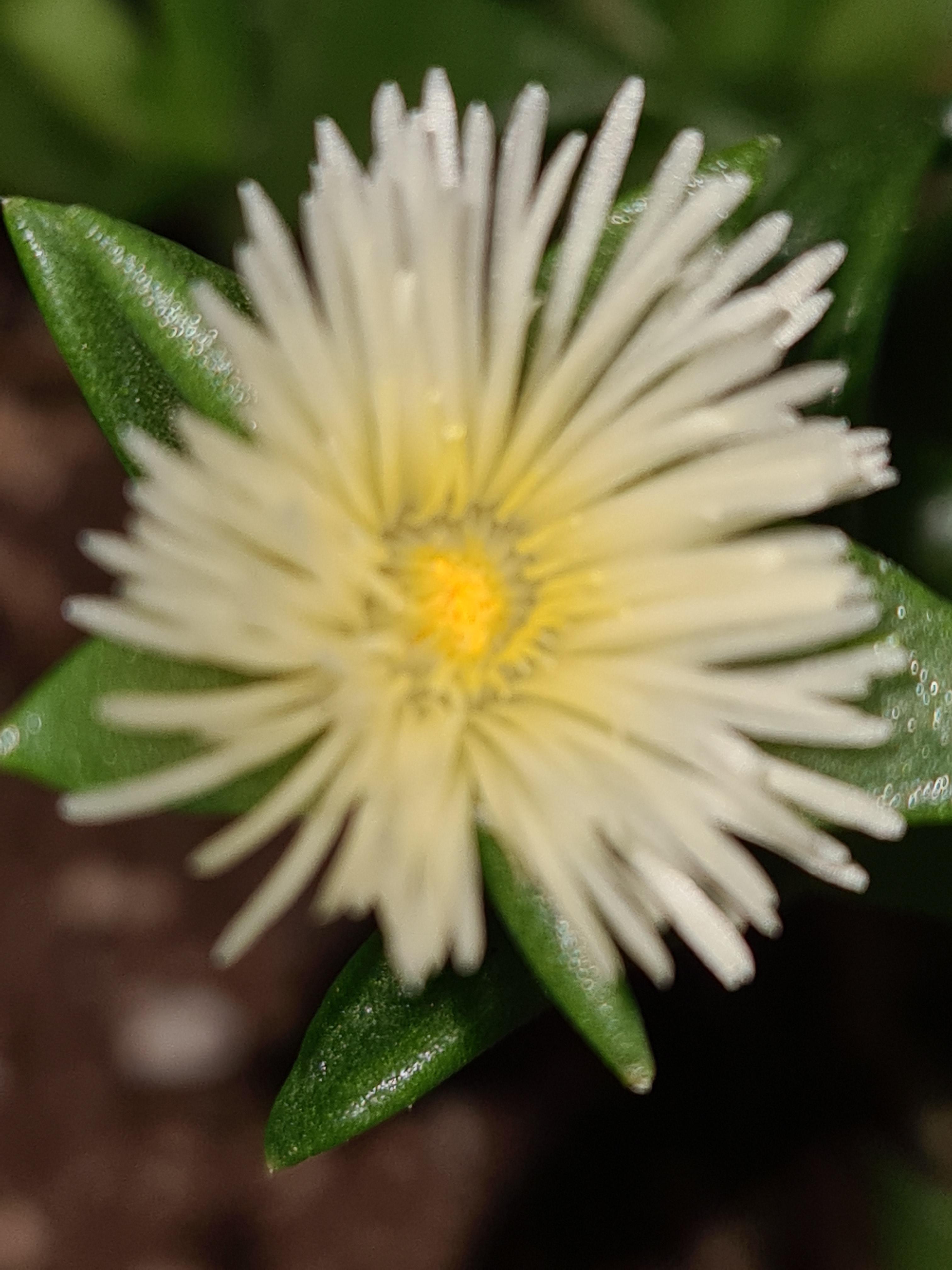 My kanna plant is flowering 😁 r/Kanna