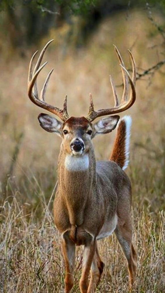 12 Point Whitetail Buck