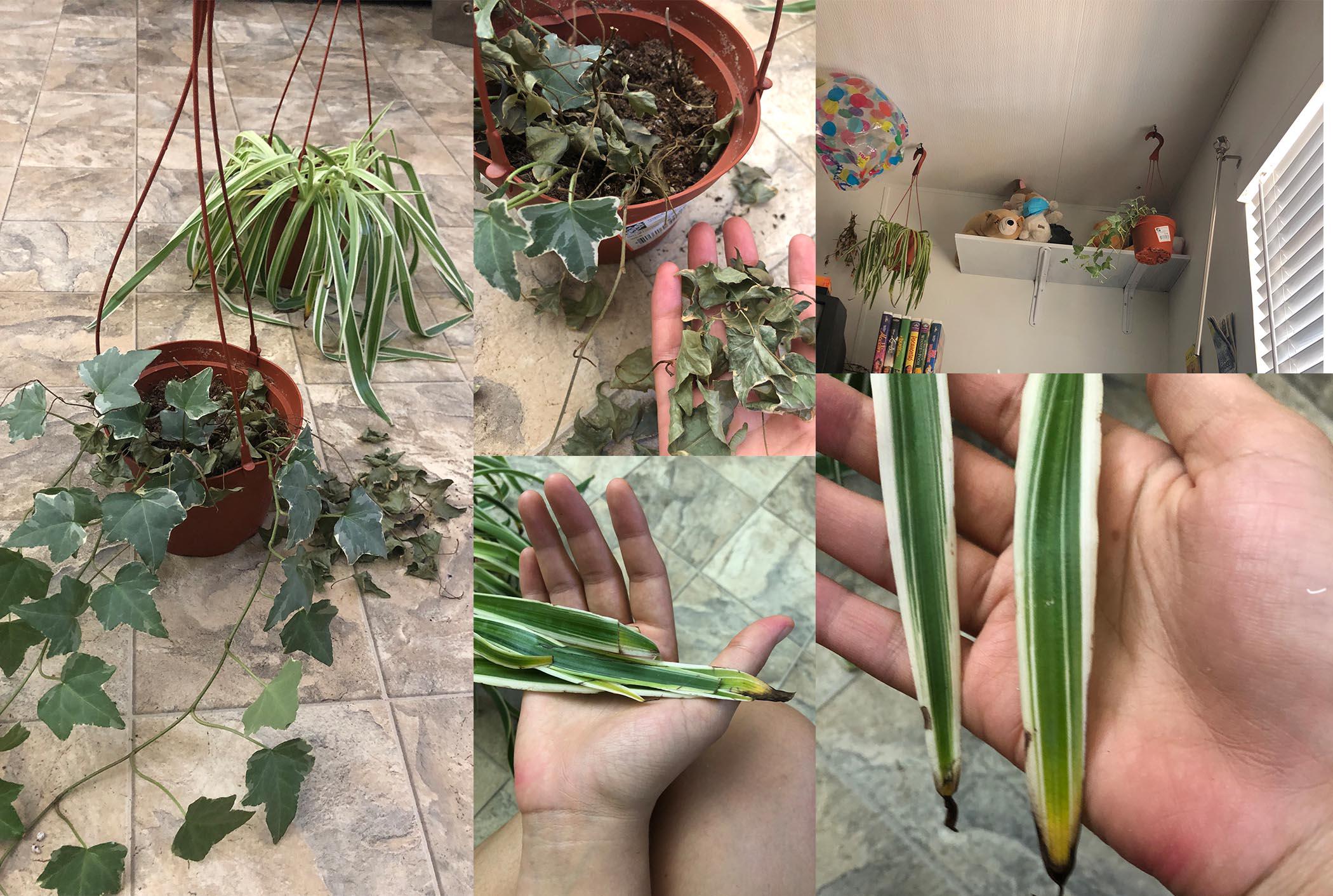 Help!! I'm a Newbie and My Plants Keep Dying!!! (Spider and Ivy