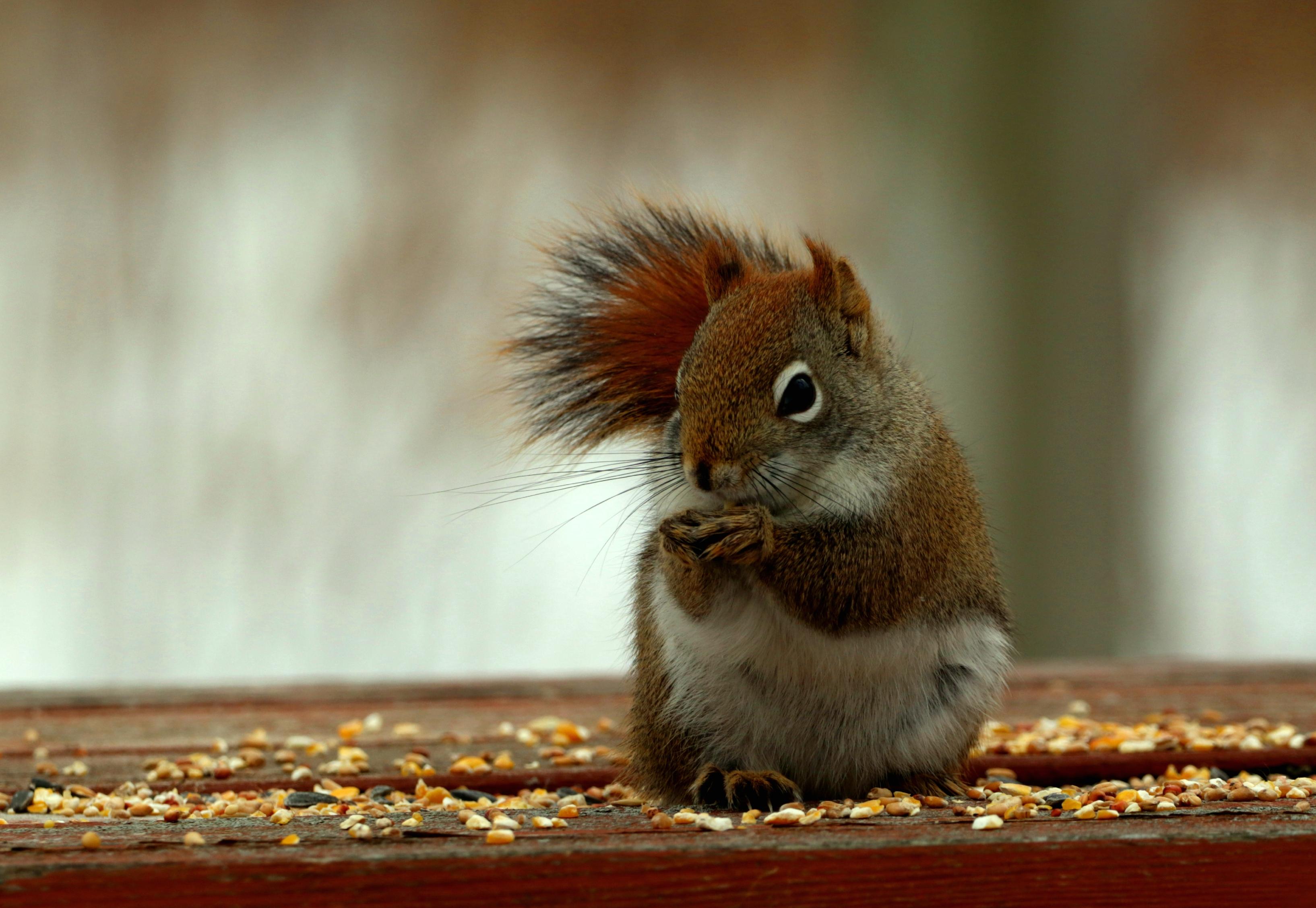 Red squirrel in Ontario r/wildlifephotography