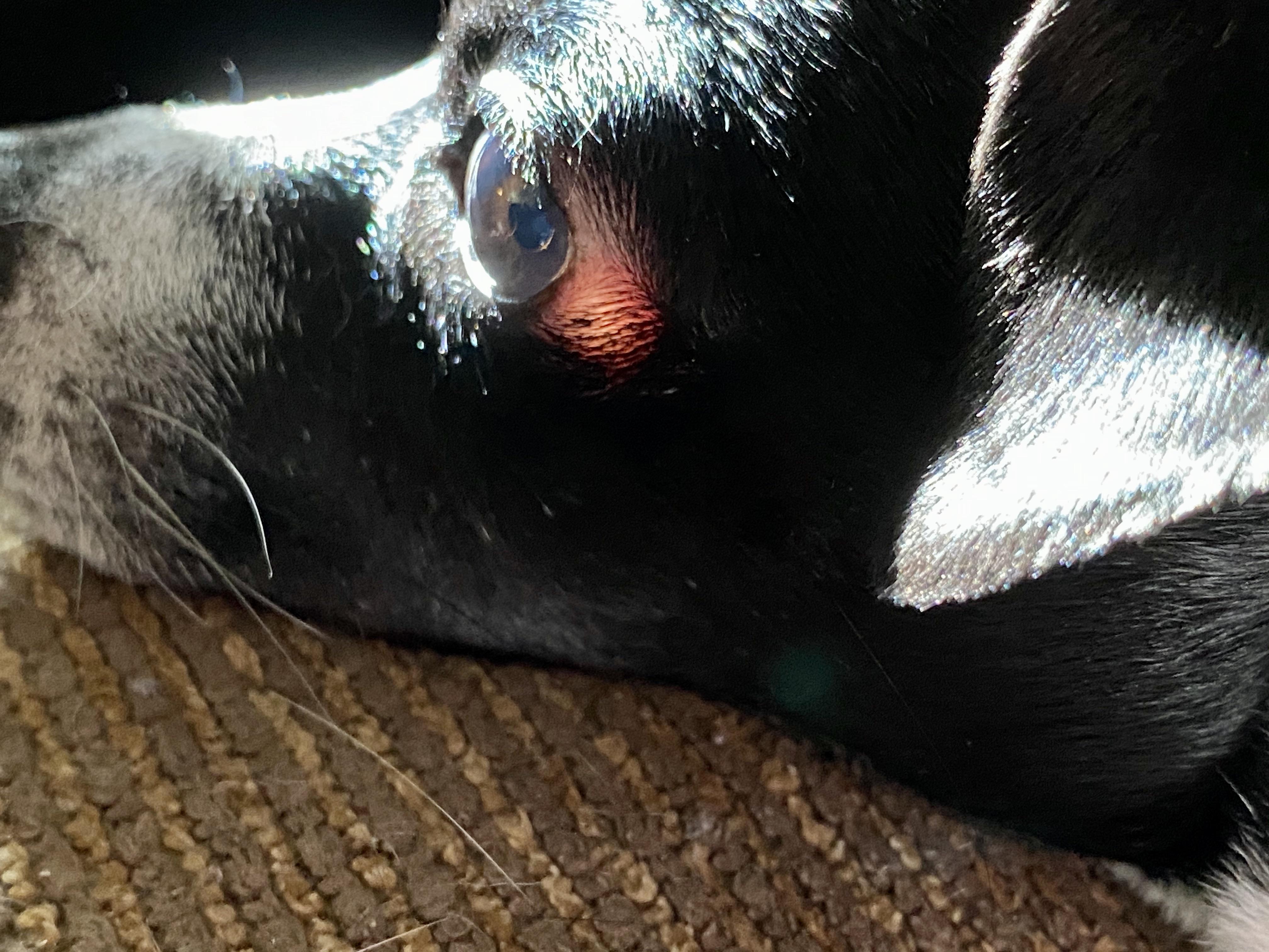 Sunlight visible through my dog’s eye and skin r/mildlyinteresting