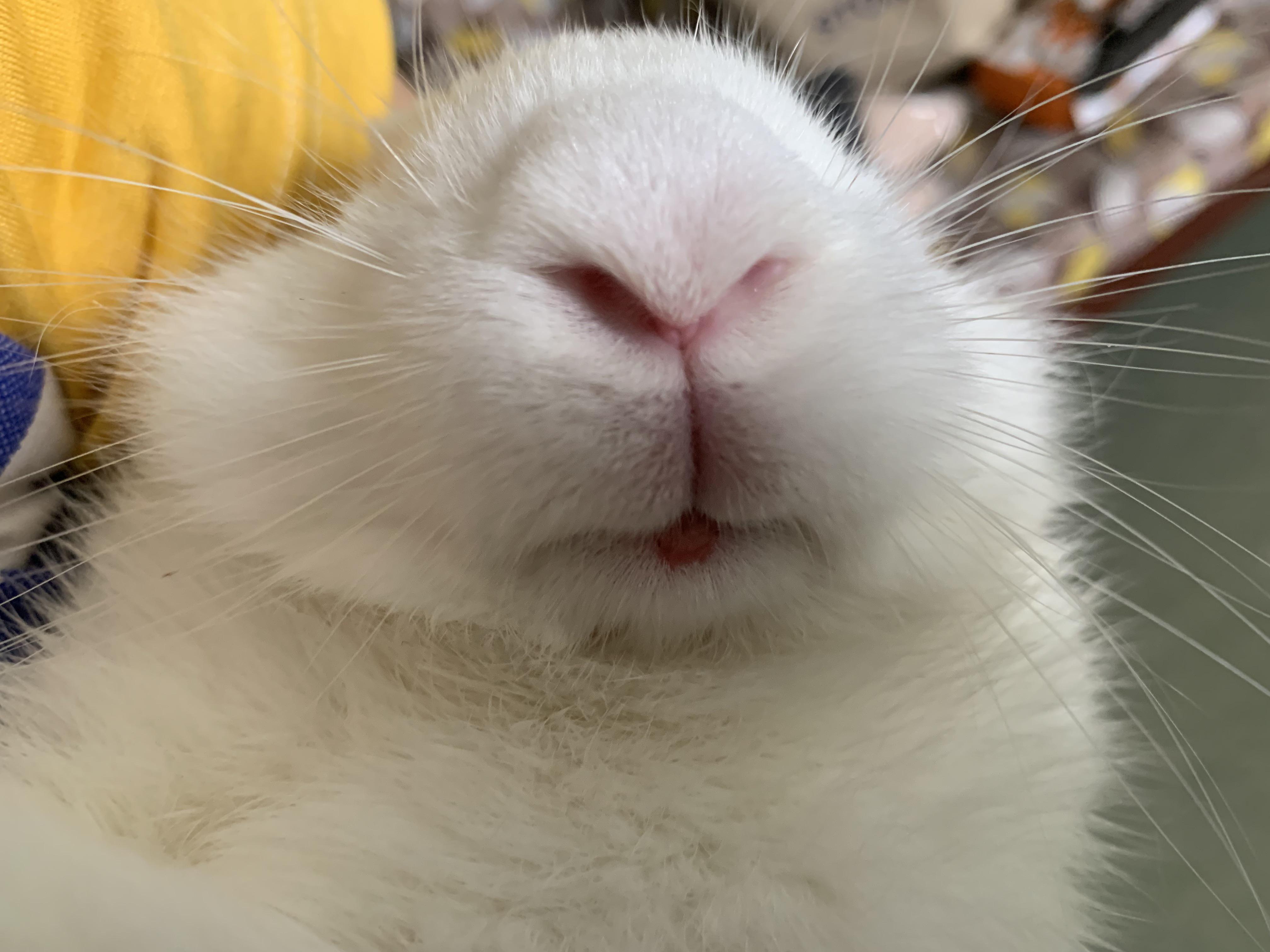 Does anyone have an idea what happened to my bunny’s mouth? I just discovered this recently upon