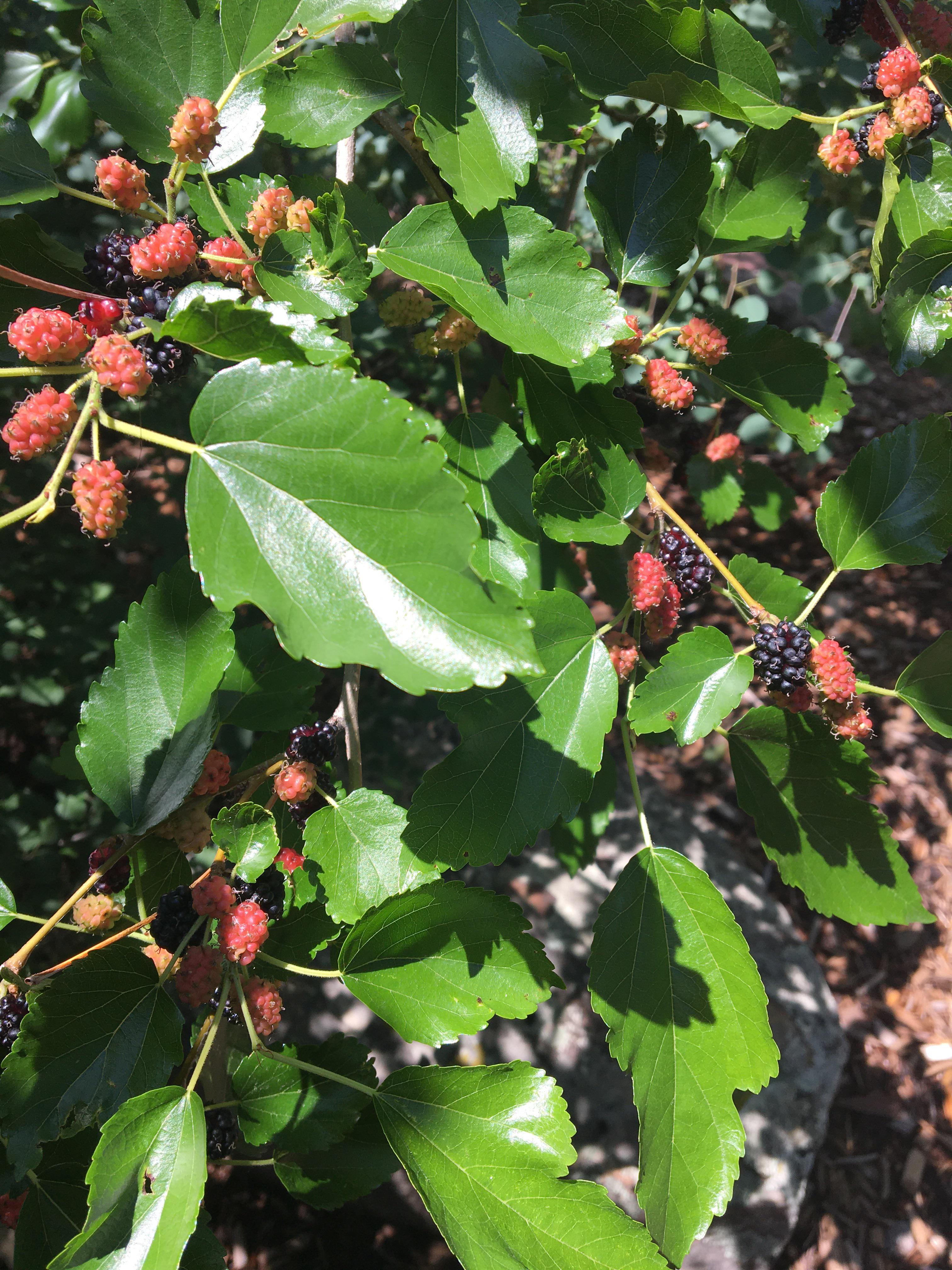 What berries are these they were found in boulder colorado? r/Berries