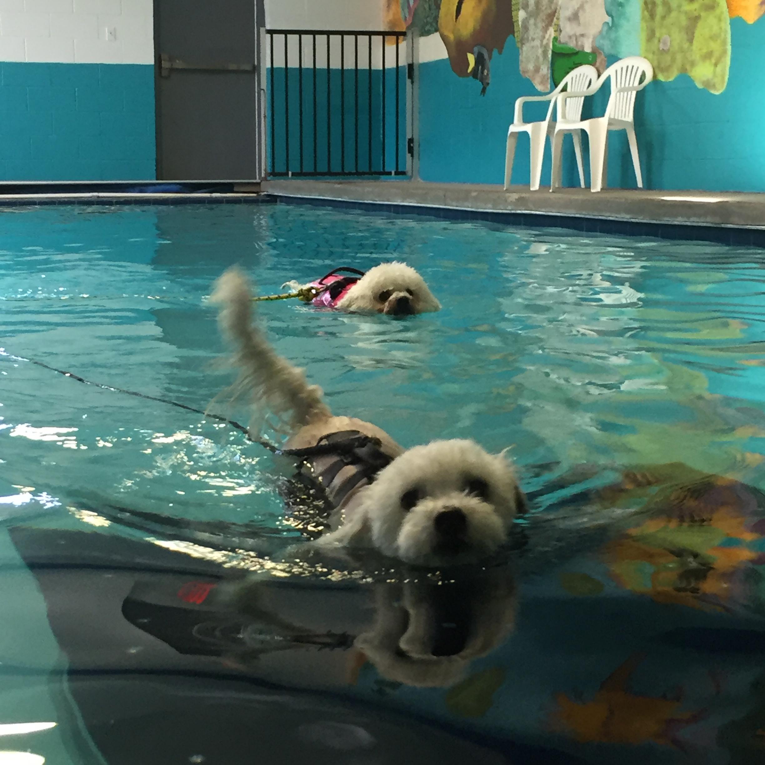 We teach dogs to swim in Richmond, Va! r/Awwducational